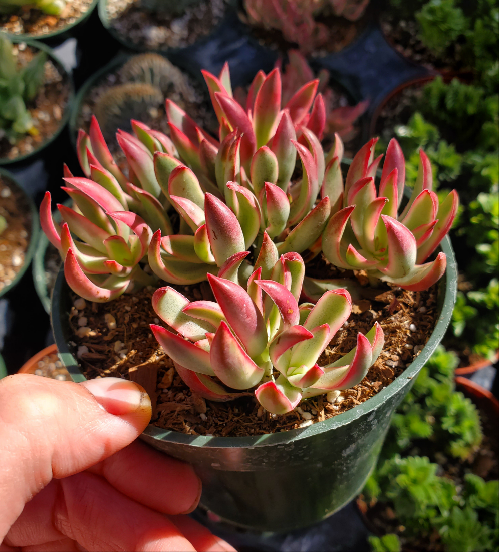 Crassula rubricaulis 'Candy Cane'