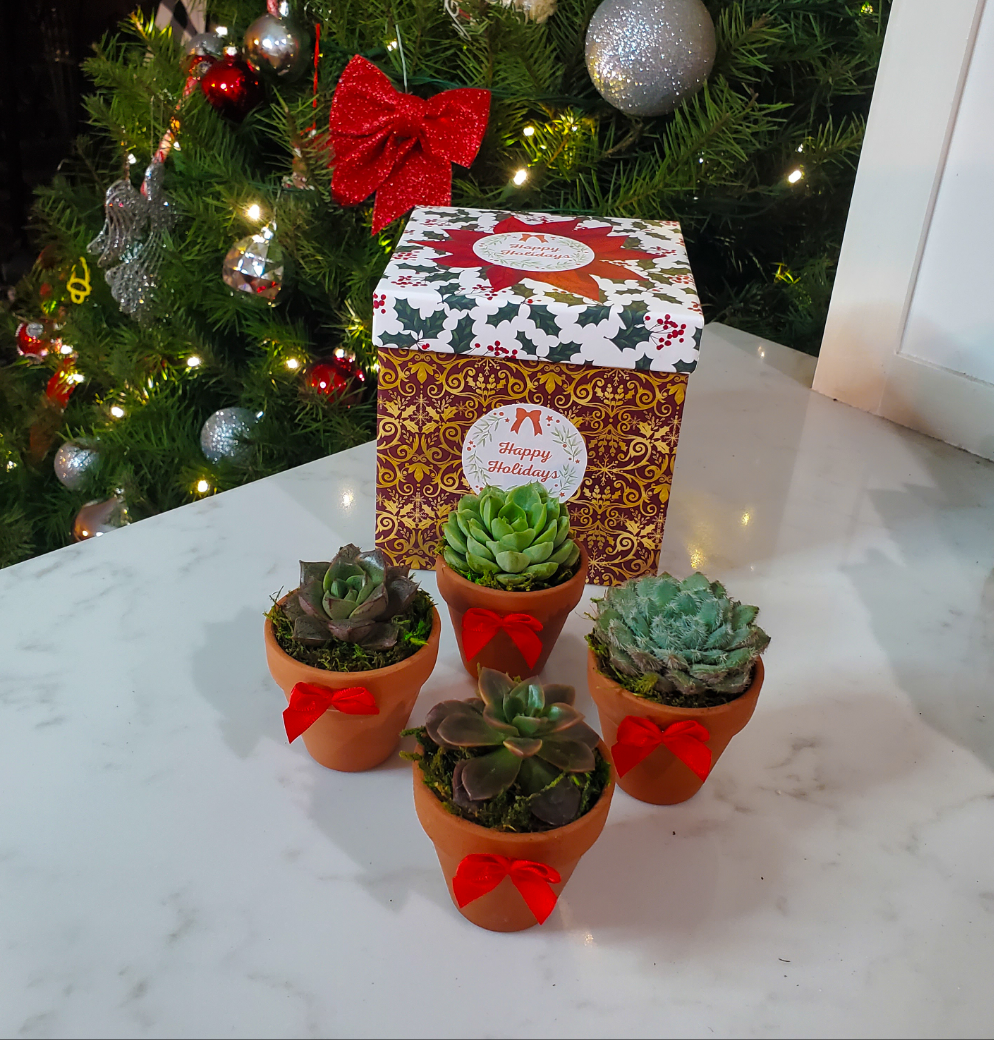 gift box with succulent Holiday Succulent Gift Box