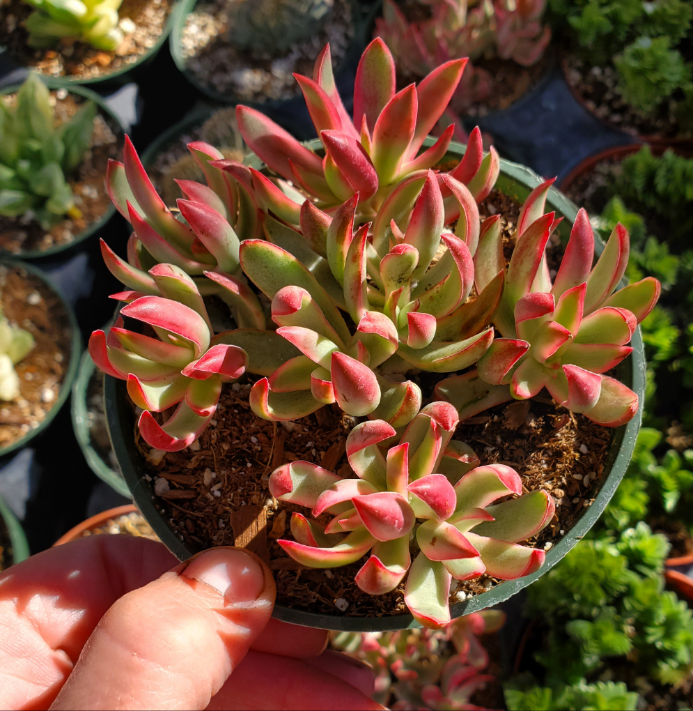candy cane succulent planet desert Crassula rubricaulis 'Candy Cane'
