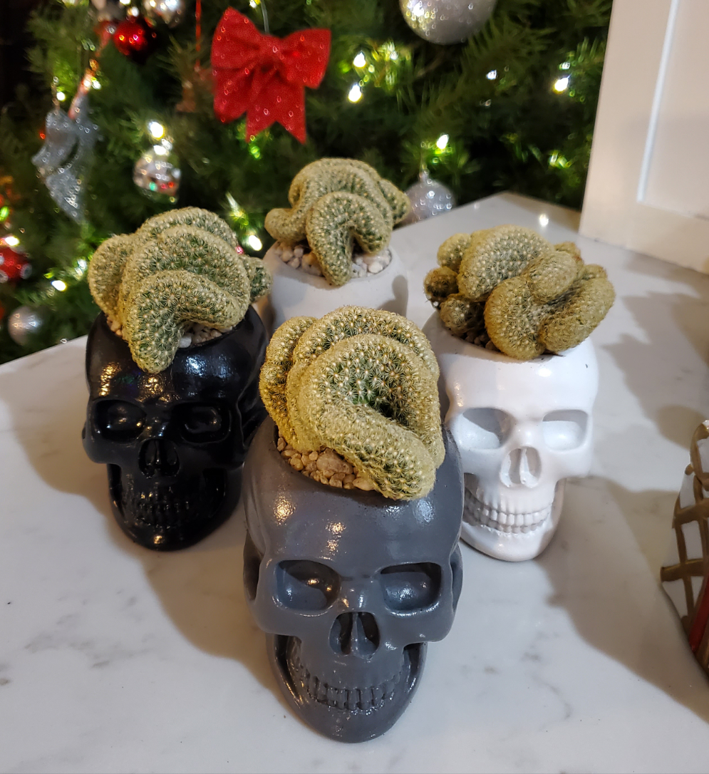succulents in skulls Brain Cactus' Skull Arrangement