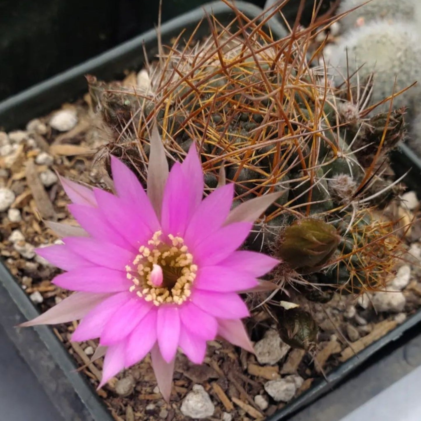 Cactus Sp.