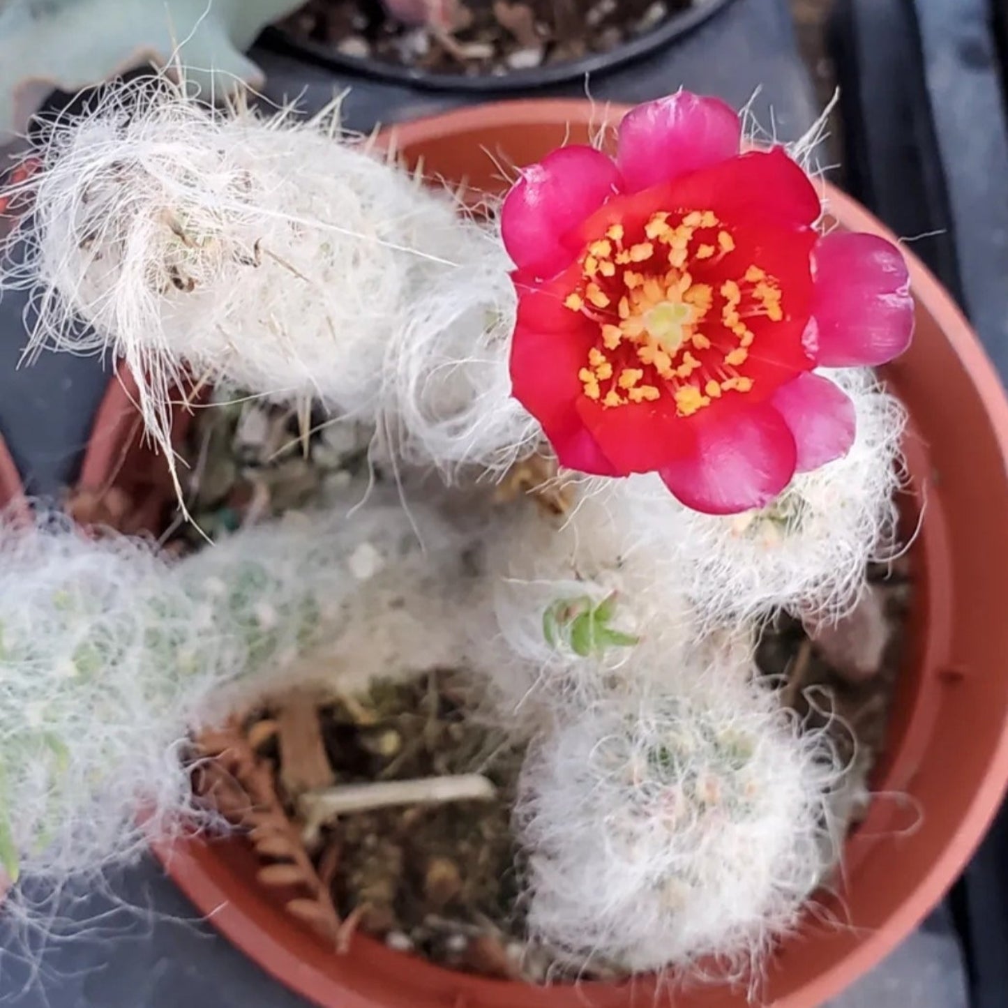 Austrocylindropuntia vestita 'Old Man Opuntia'