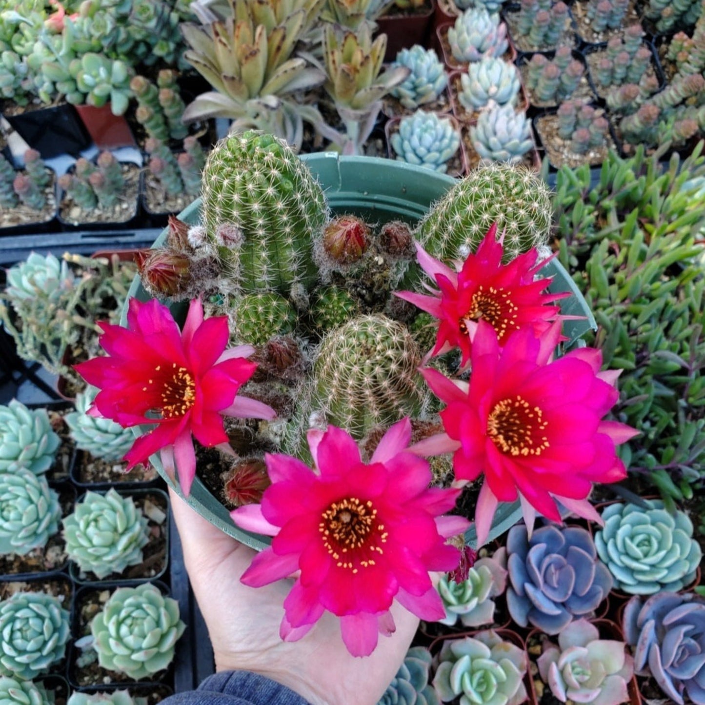 Echinopsis spachiana 'Torch Cactus'
