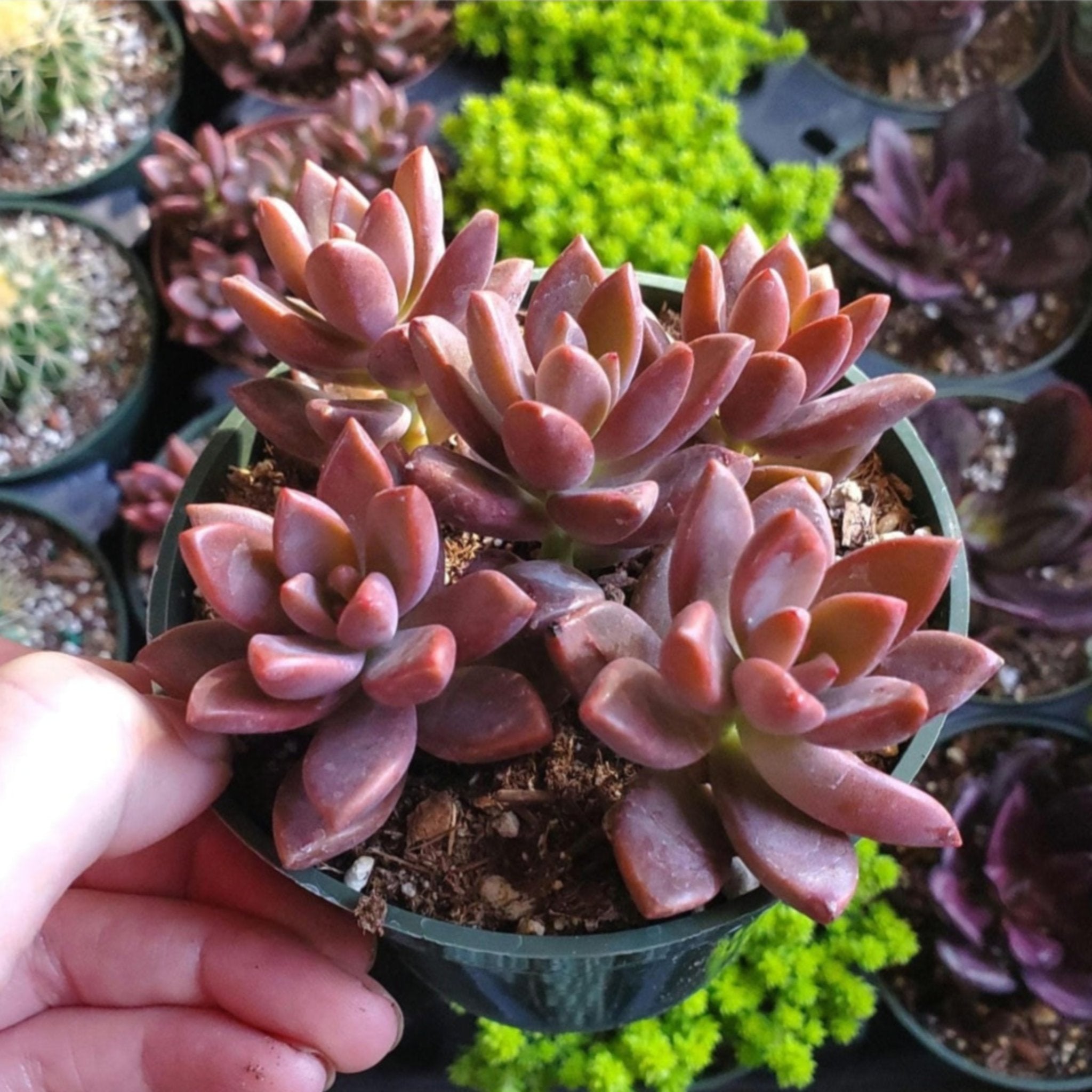 graptosedum succulent Graptosedum 'Vera Higgins'