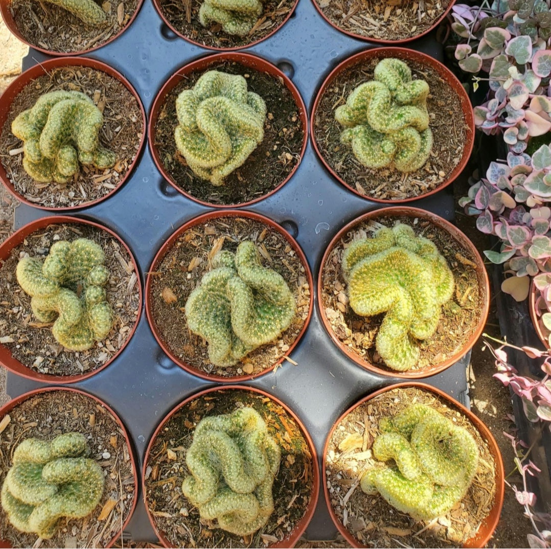 succulents that look like brains Mammillaria elongata cristata 'Brain Cactus'