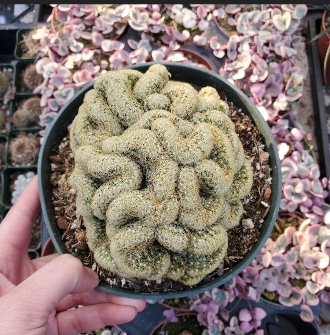 succulent brain 6 Inch Mammillaria elongata cristata 'Brain Cactus'