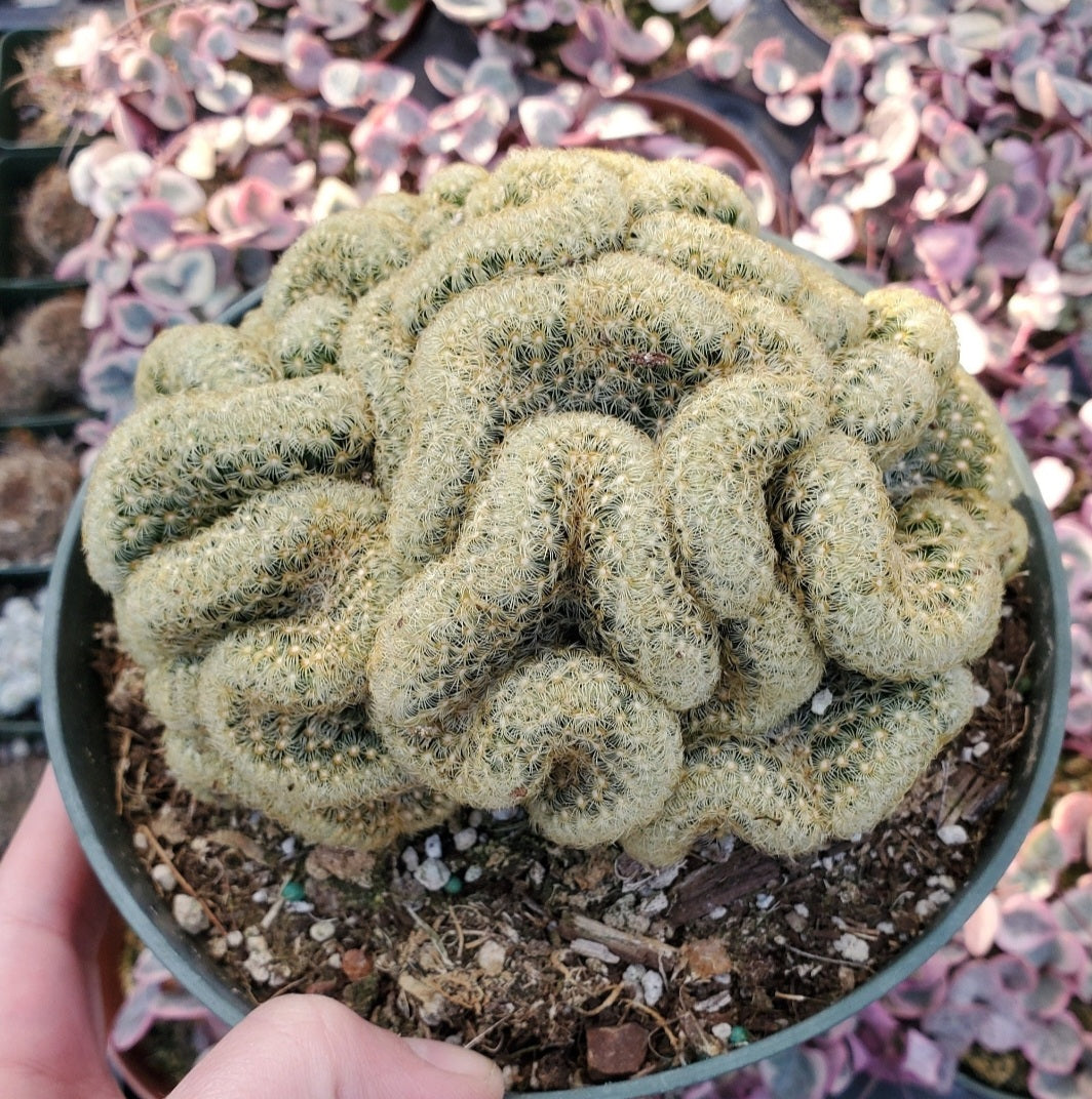 6 Inch Mammillaria elongata cristata 'Brain Cactus'