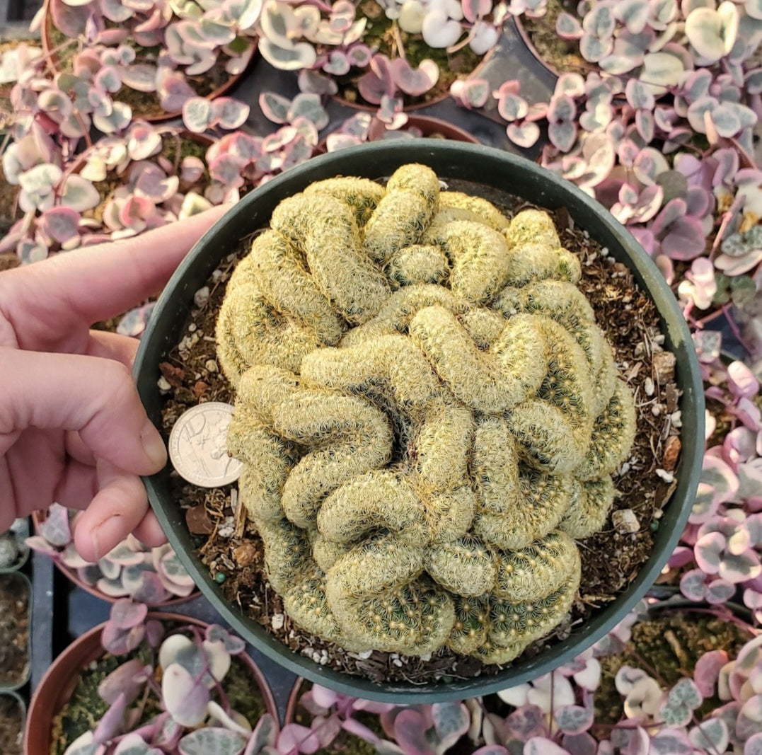 6 Inch Mammillaria elongata cristata 'Brain Cactus'