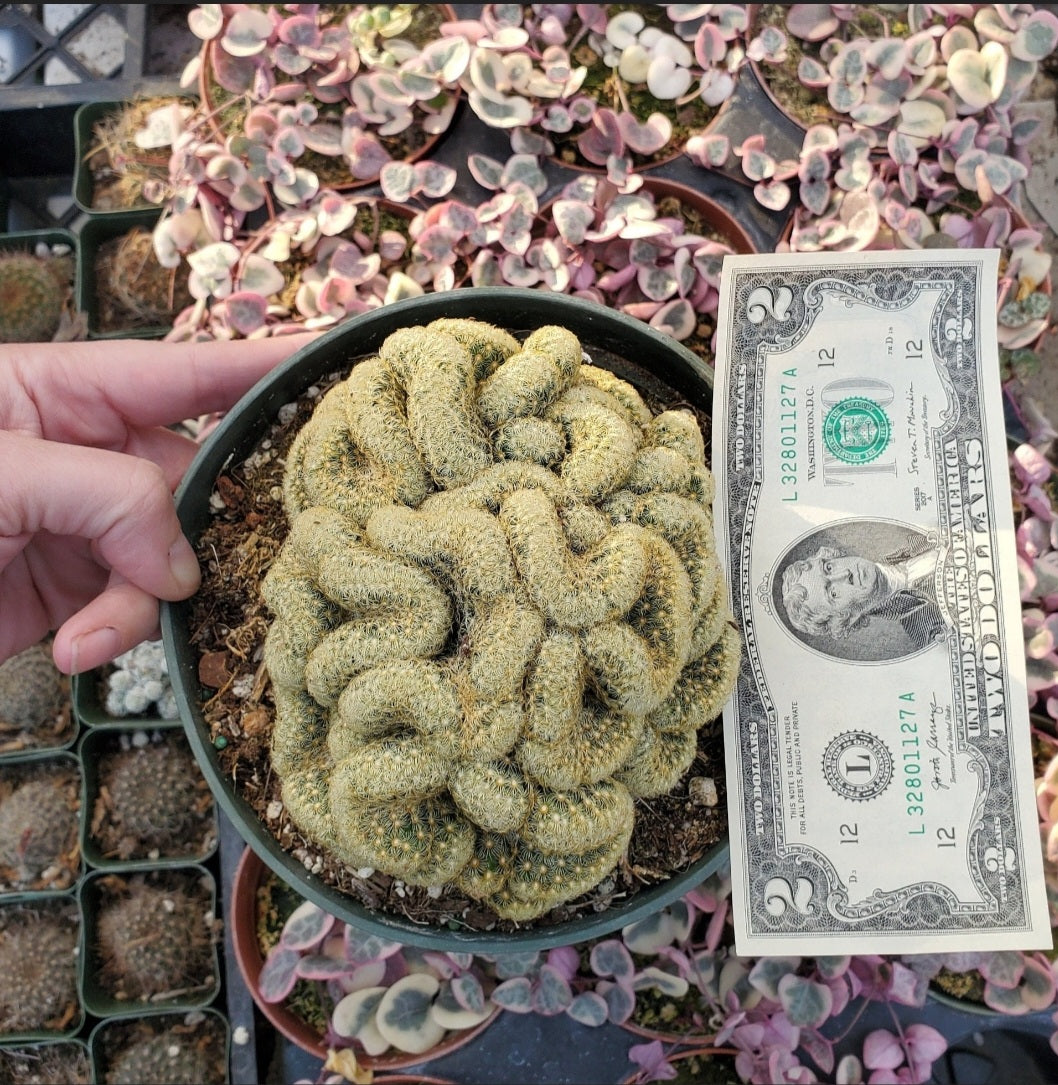 6 Inch Mammillaria elongata cristata 'Brain Cactus'