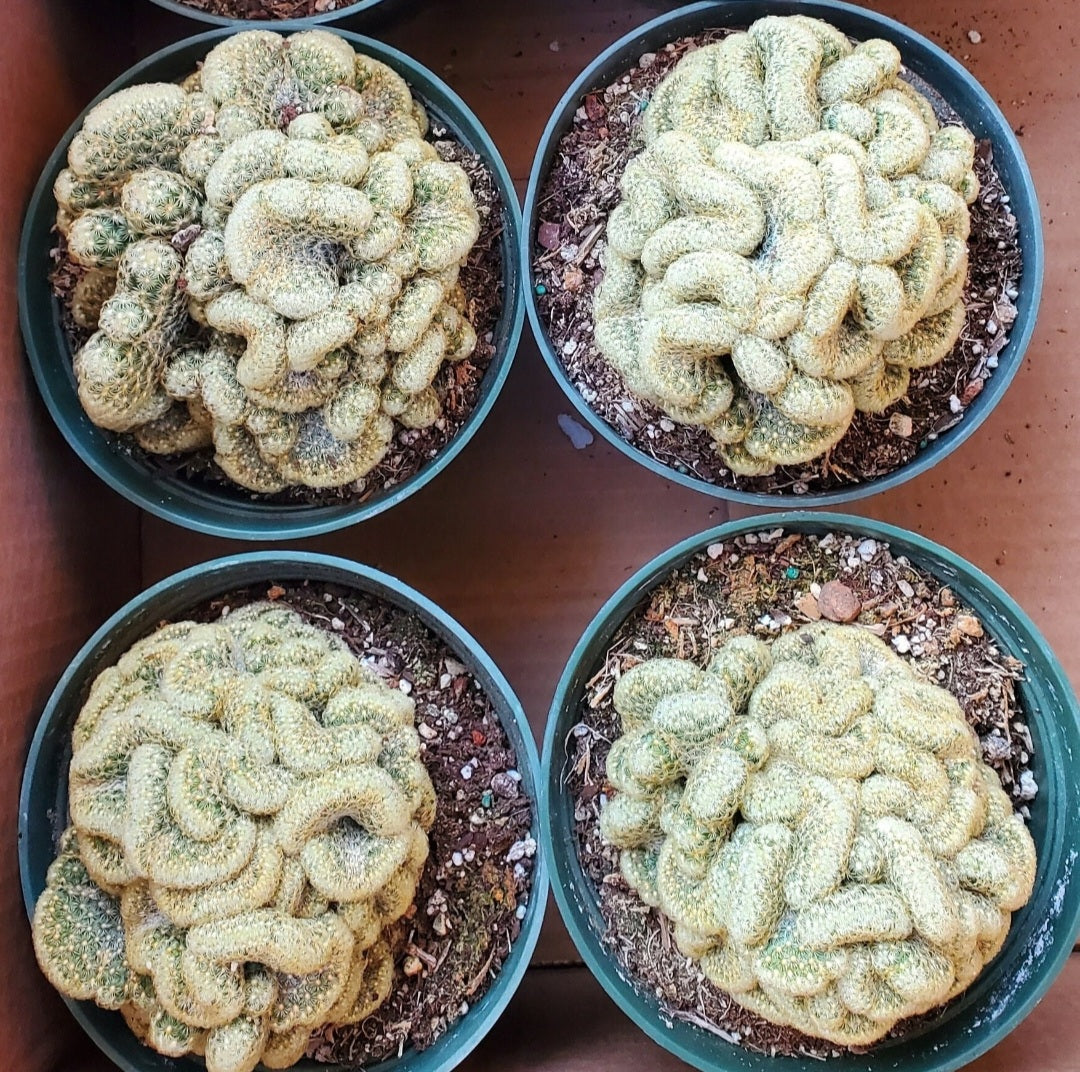 6 Inch Mammillaria elongata cristata 'Brain Cactus'