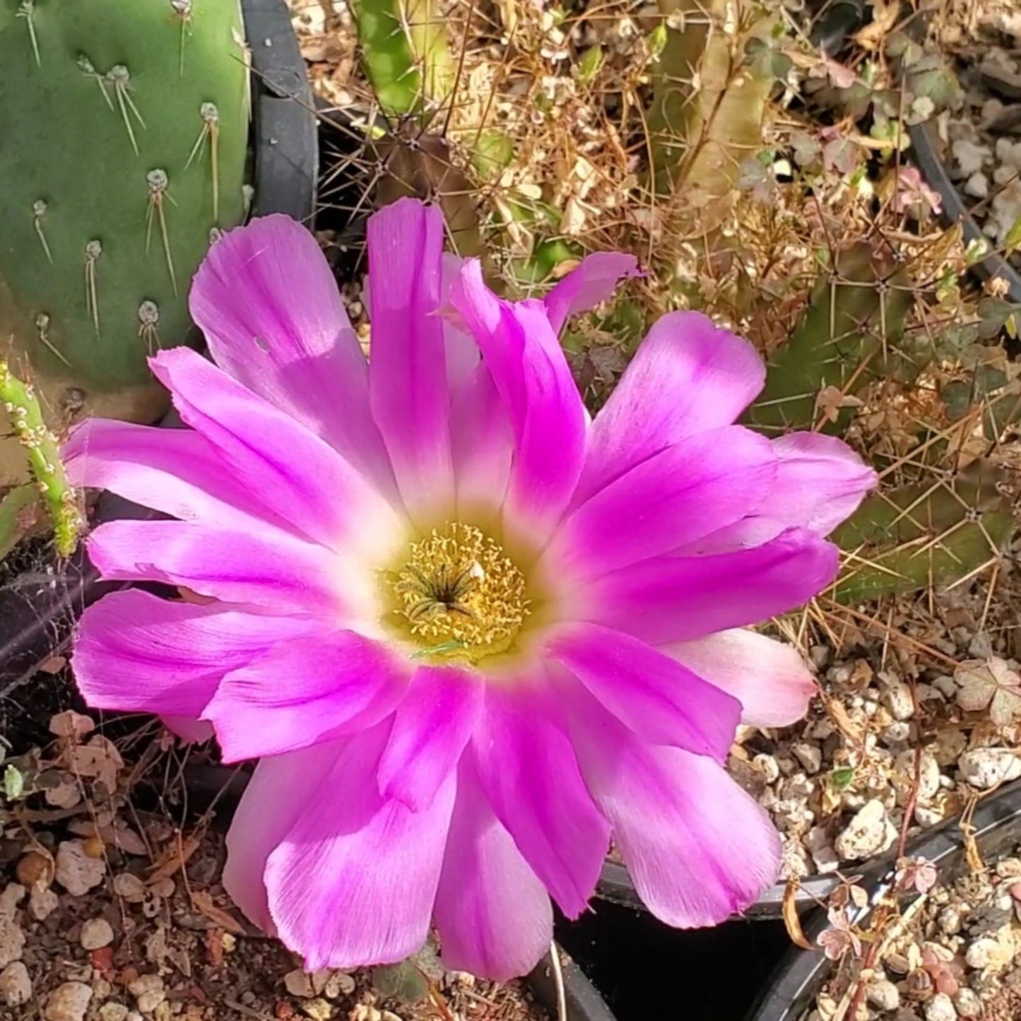 Echinocereus pentalophus 'Lady Finger Cactus'