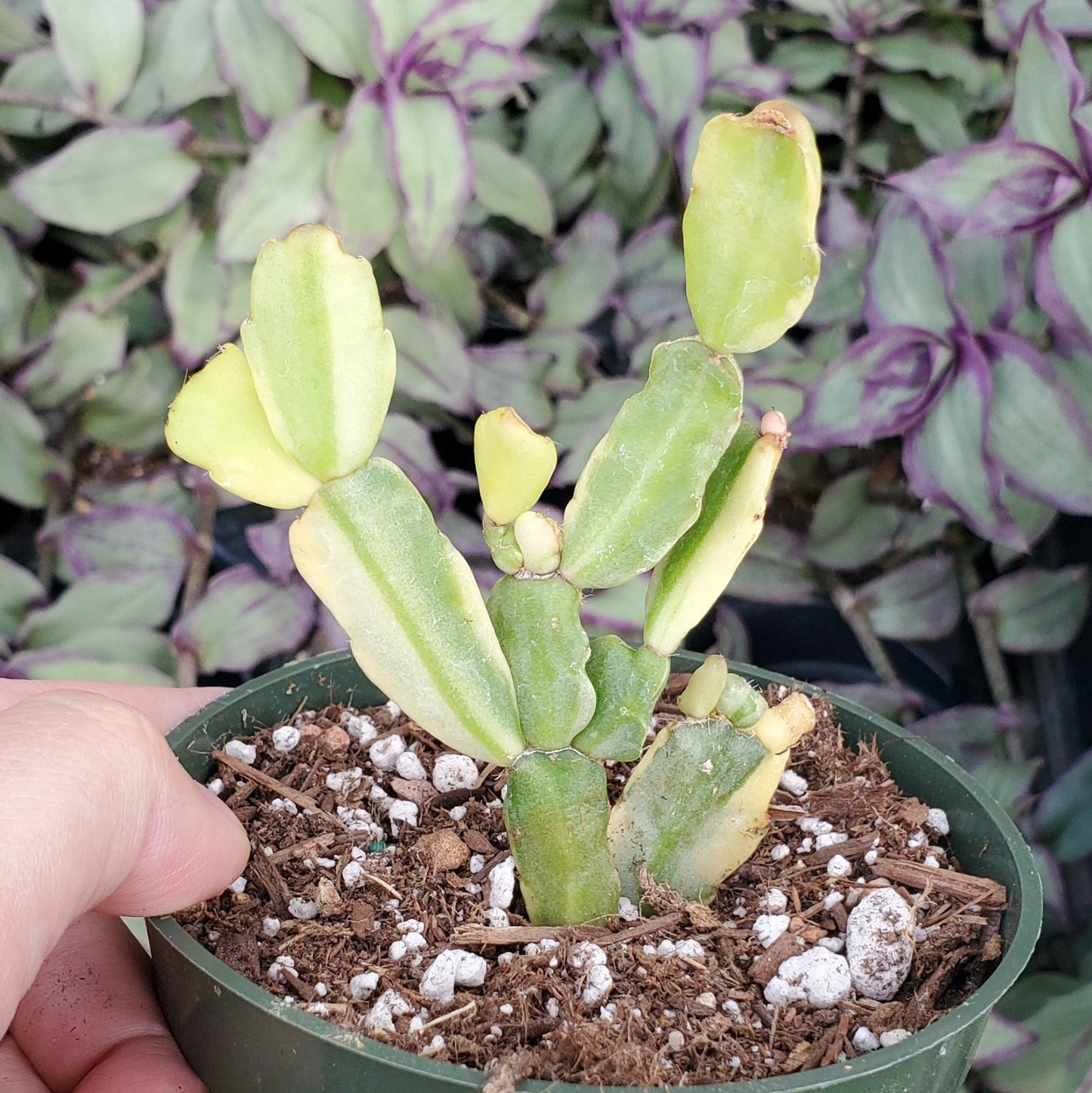 Variegated Schlumbergera 'Variegated Christmas Cactus'