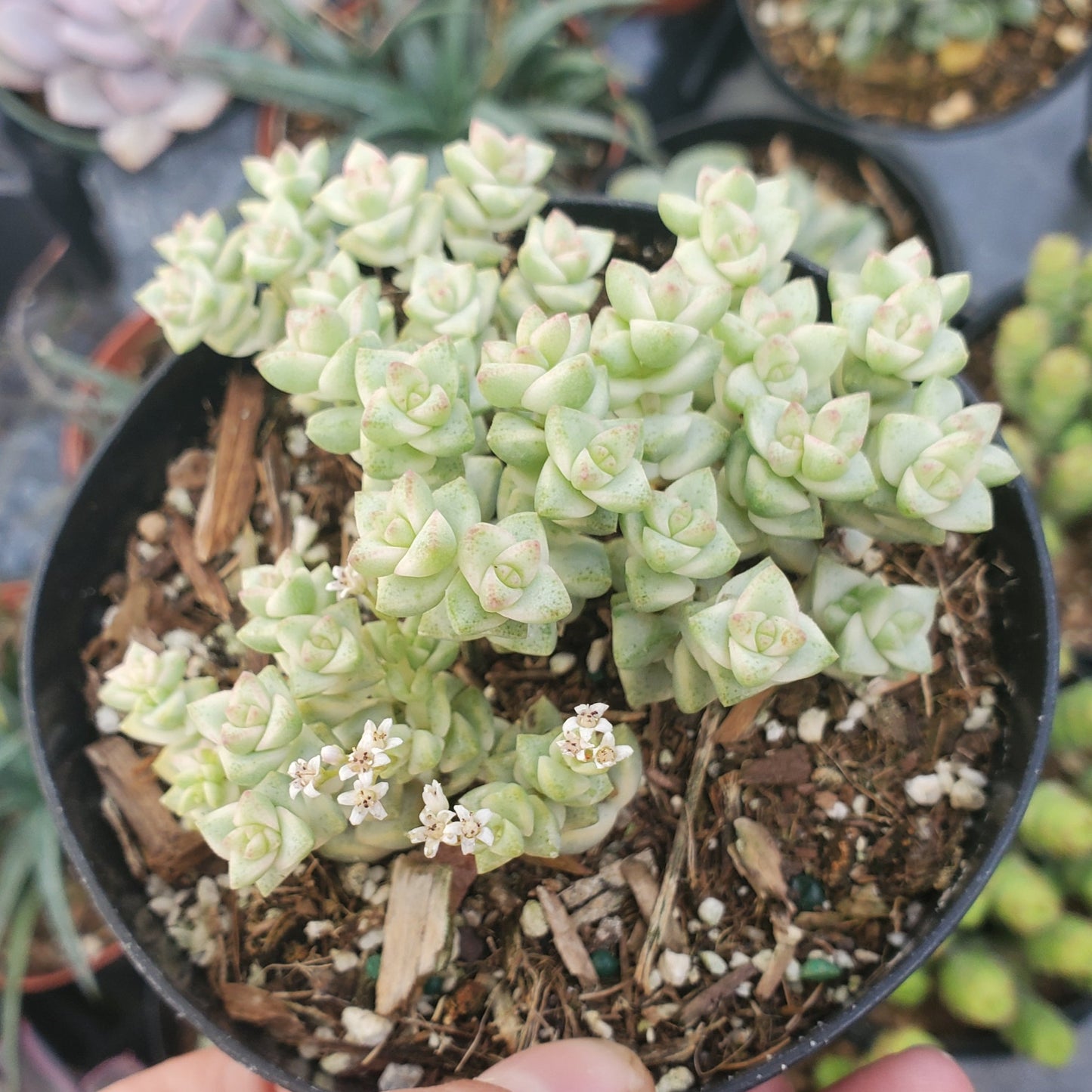 Crassula 'Variegated Pastel'