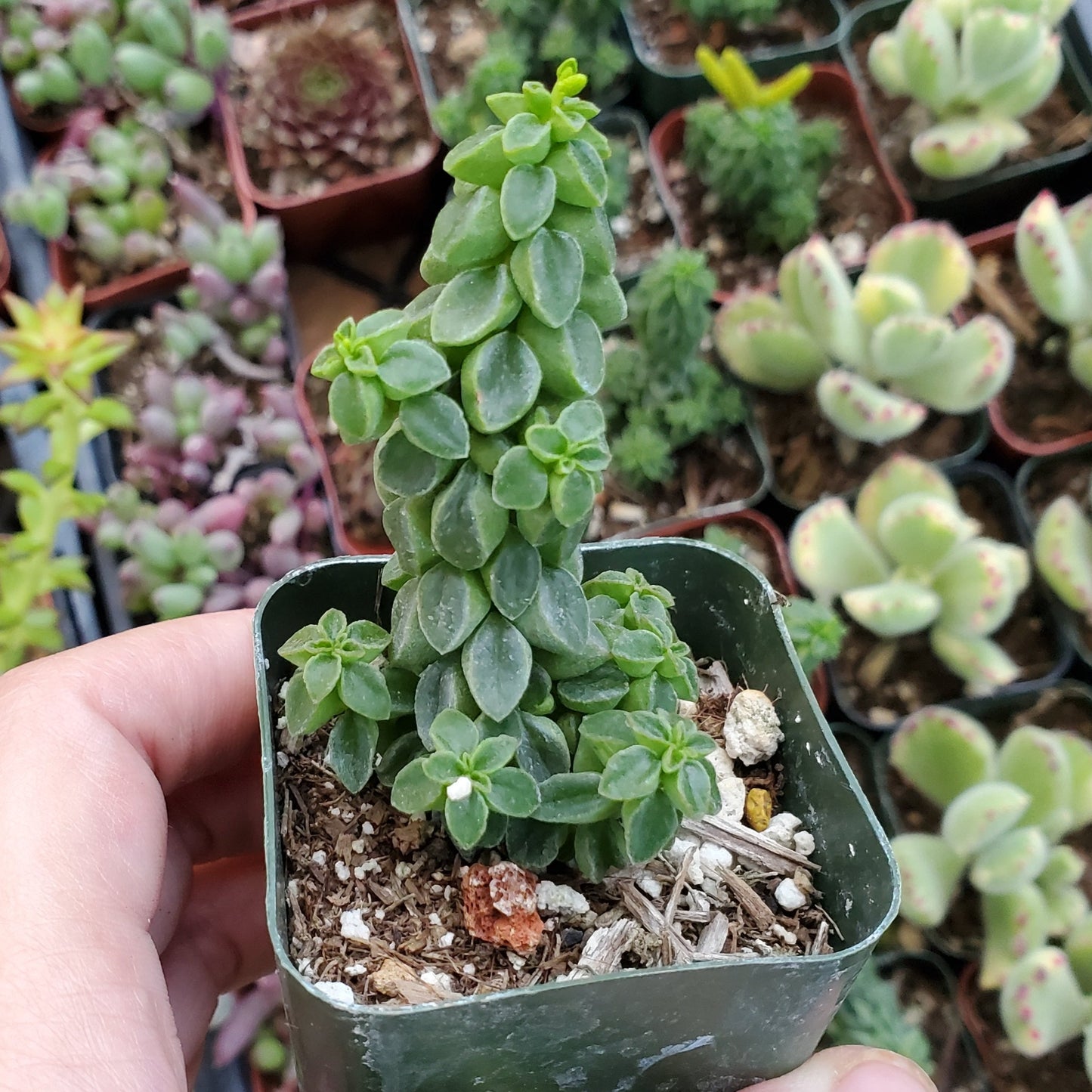 Peperomia columella