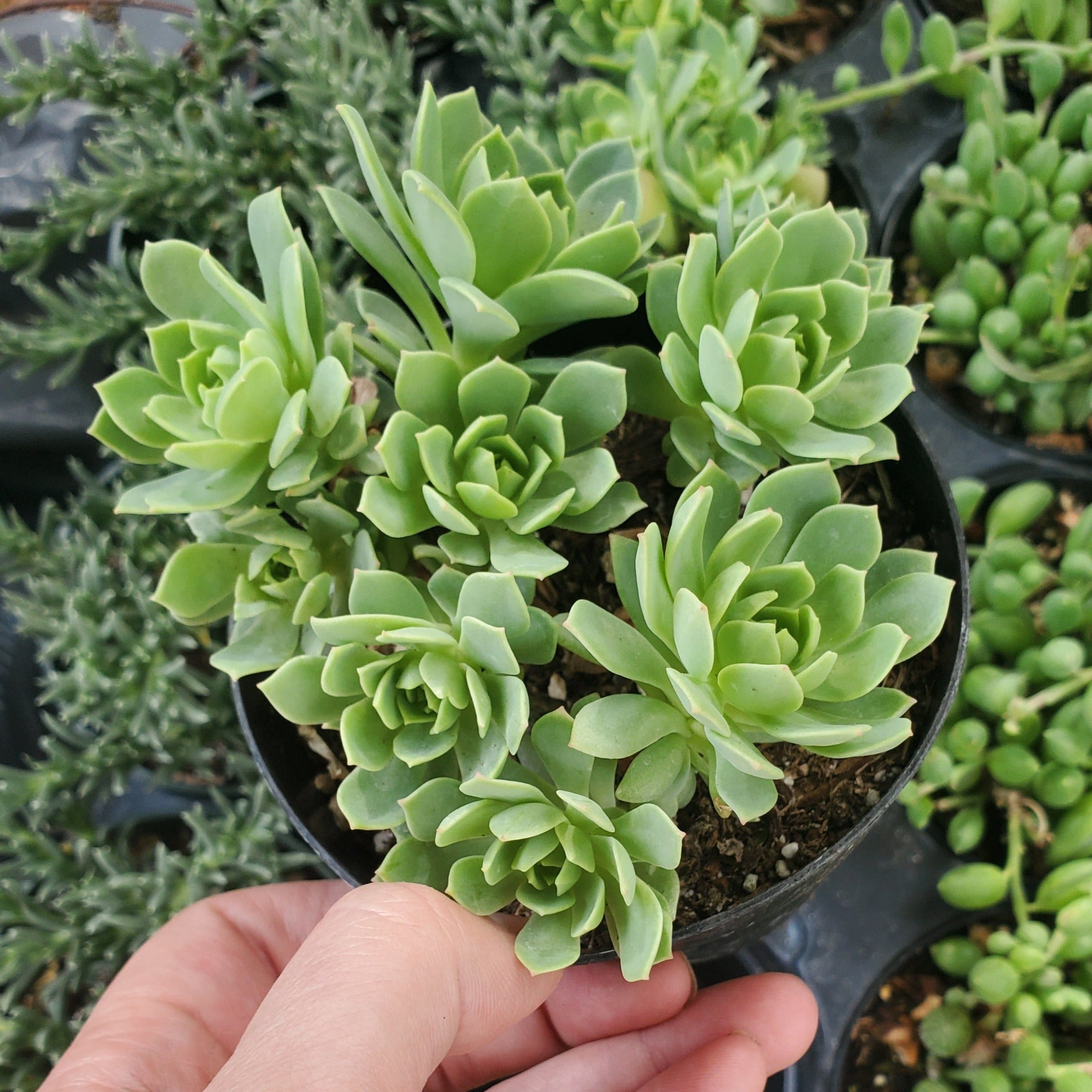succulent rose tree Greenovia dodrentalis 'Mountain Rose'