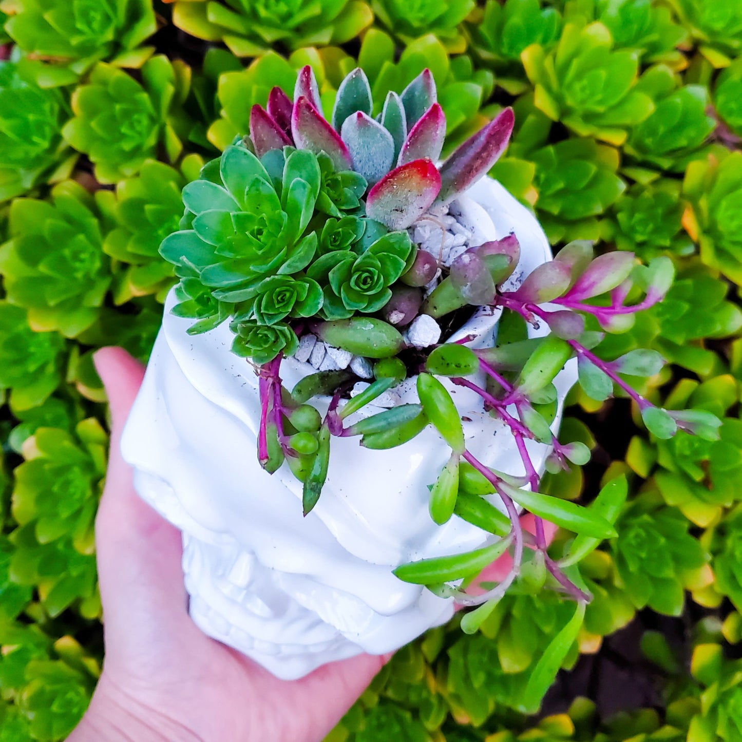 Rose Skull Succulent Arrangement