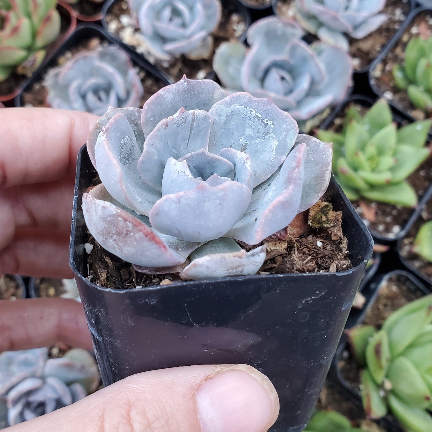 Echeveria shaviana 'Cheyenne'