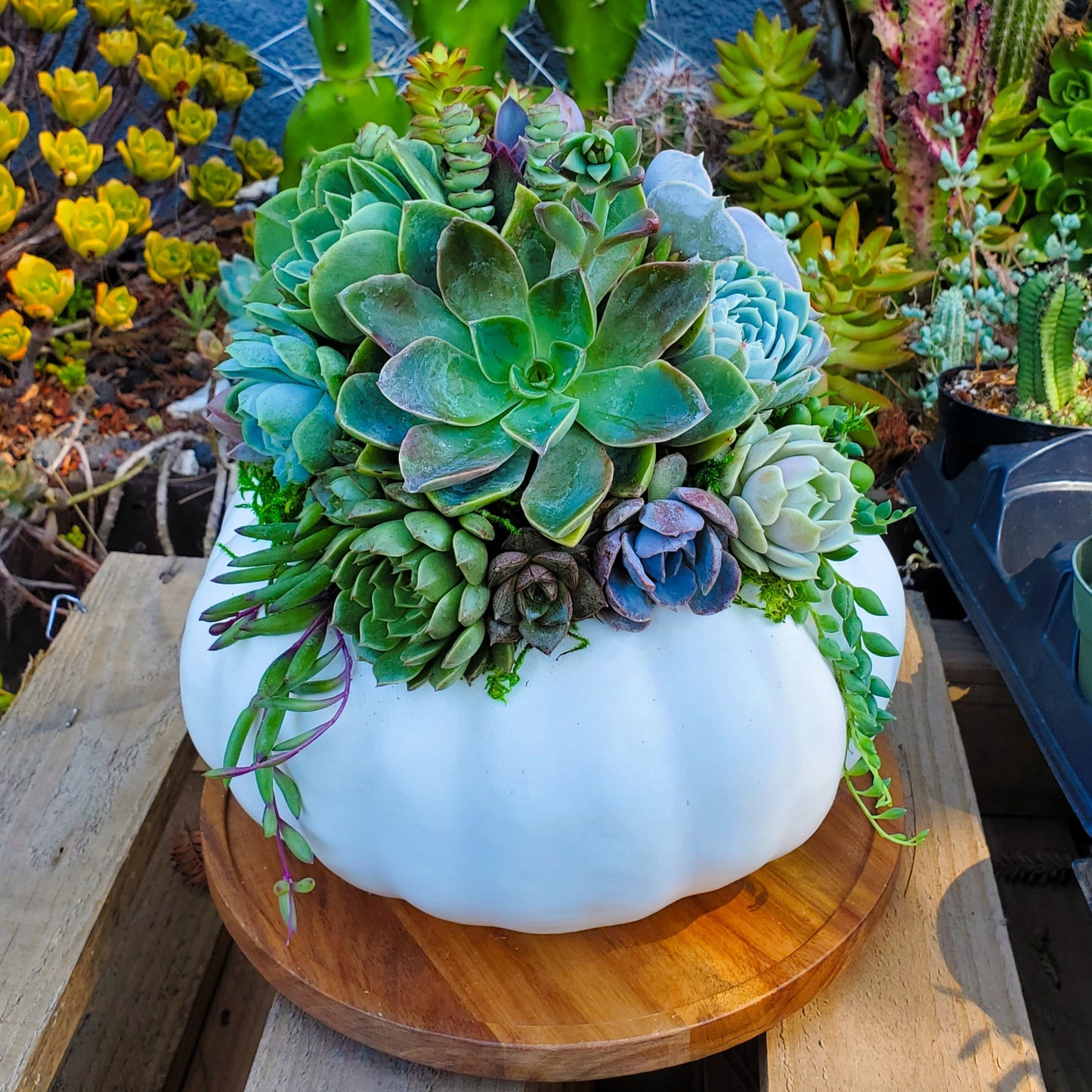 Medium White Succulent Pumpkin