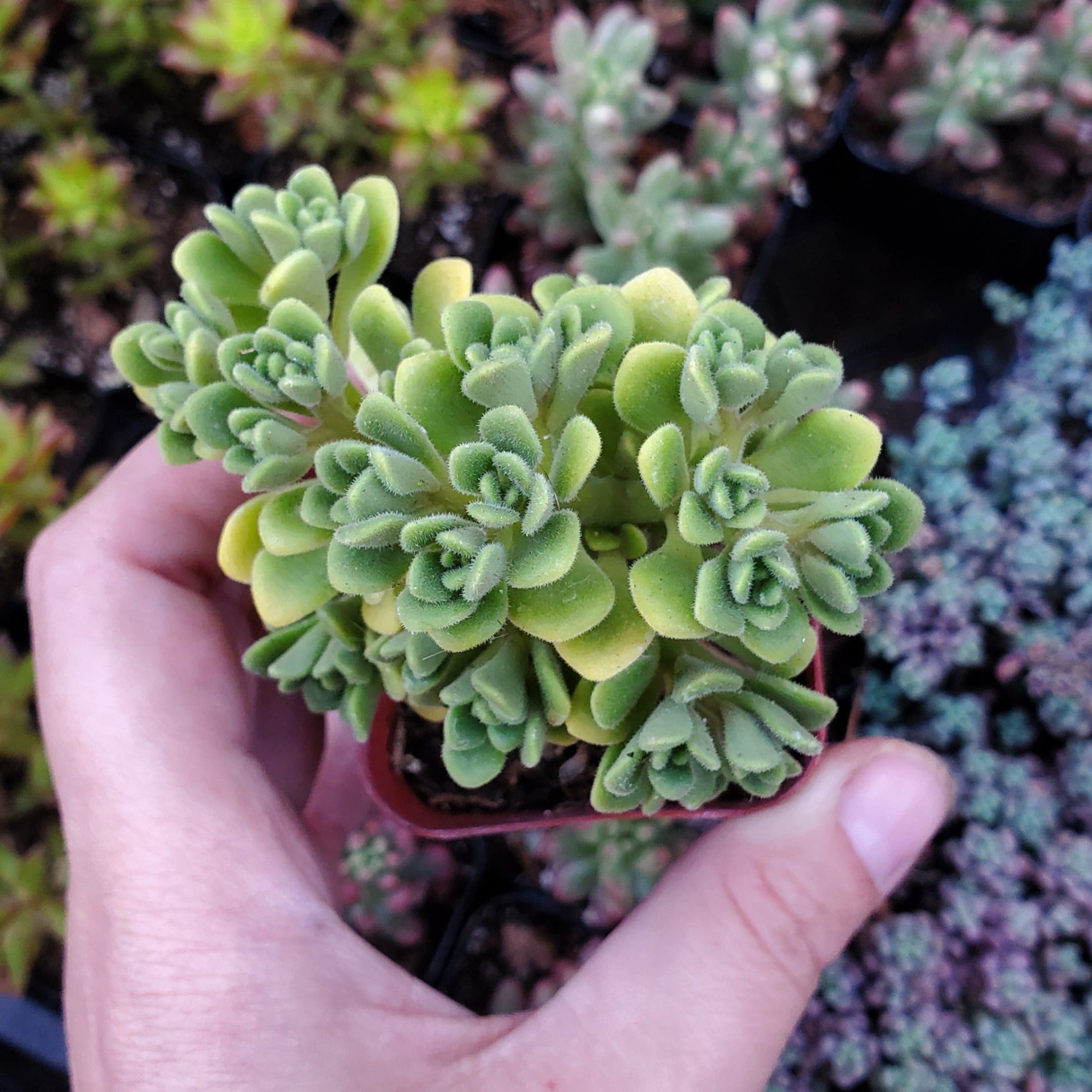 irish succulent Aeonium lindleyi var. viscatum 'Irish Bouquet'