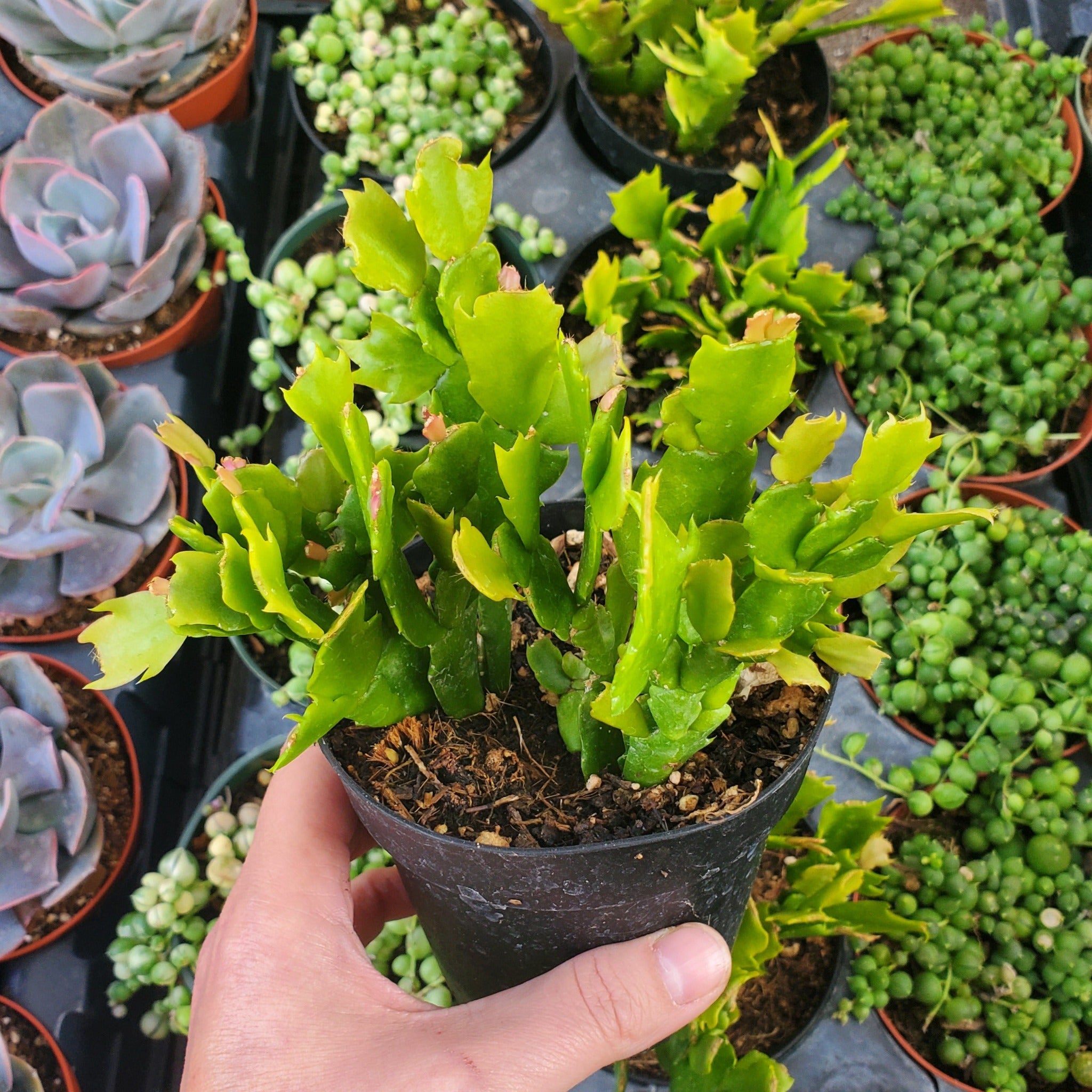 thanksgiving succulents Schlumbergera truncata 'Thanksgiving Cactus'