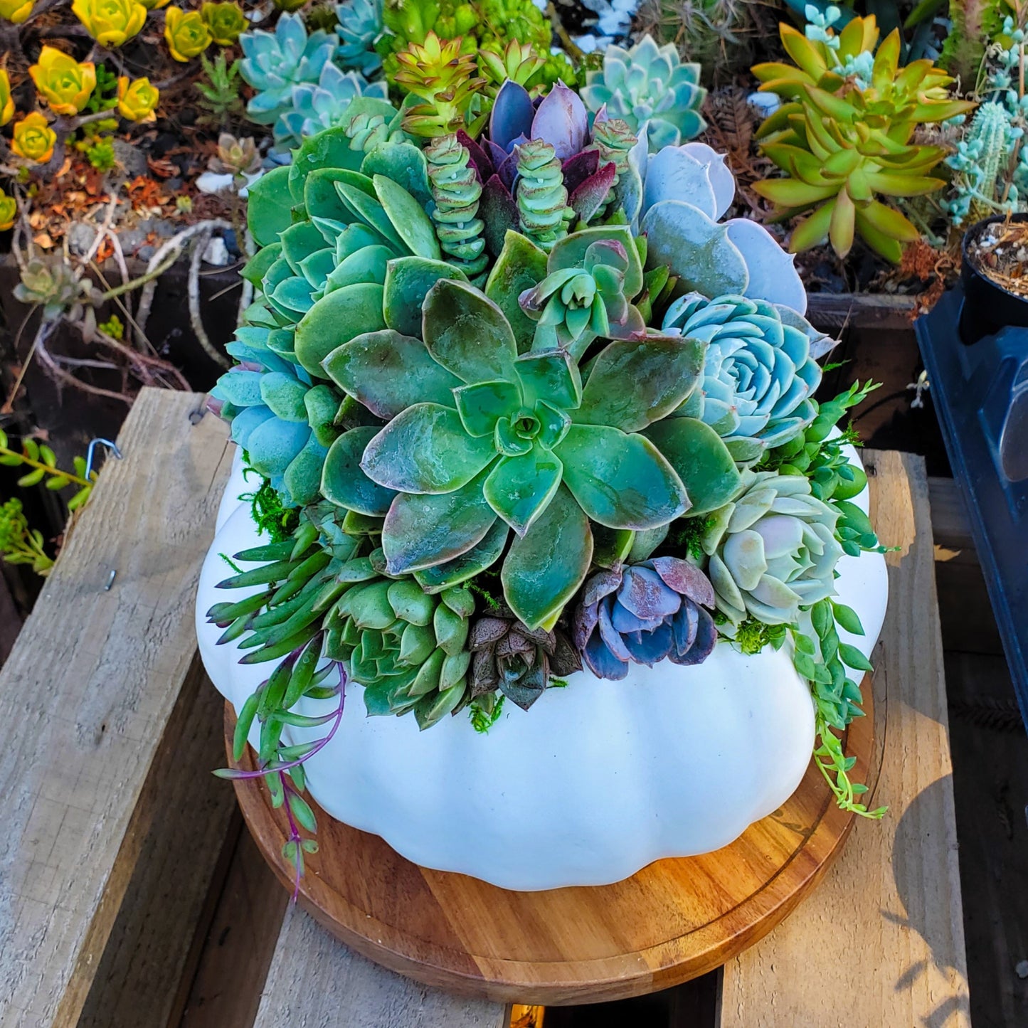Medium White Succulent Pumpkin