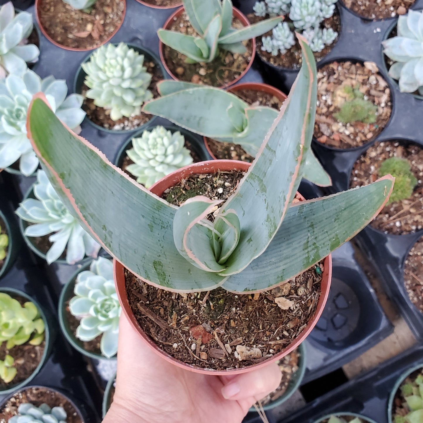 Aloe striata 'Coral Aloe'