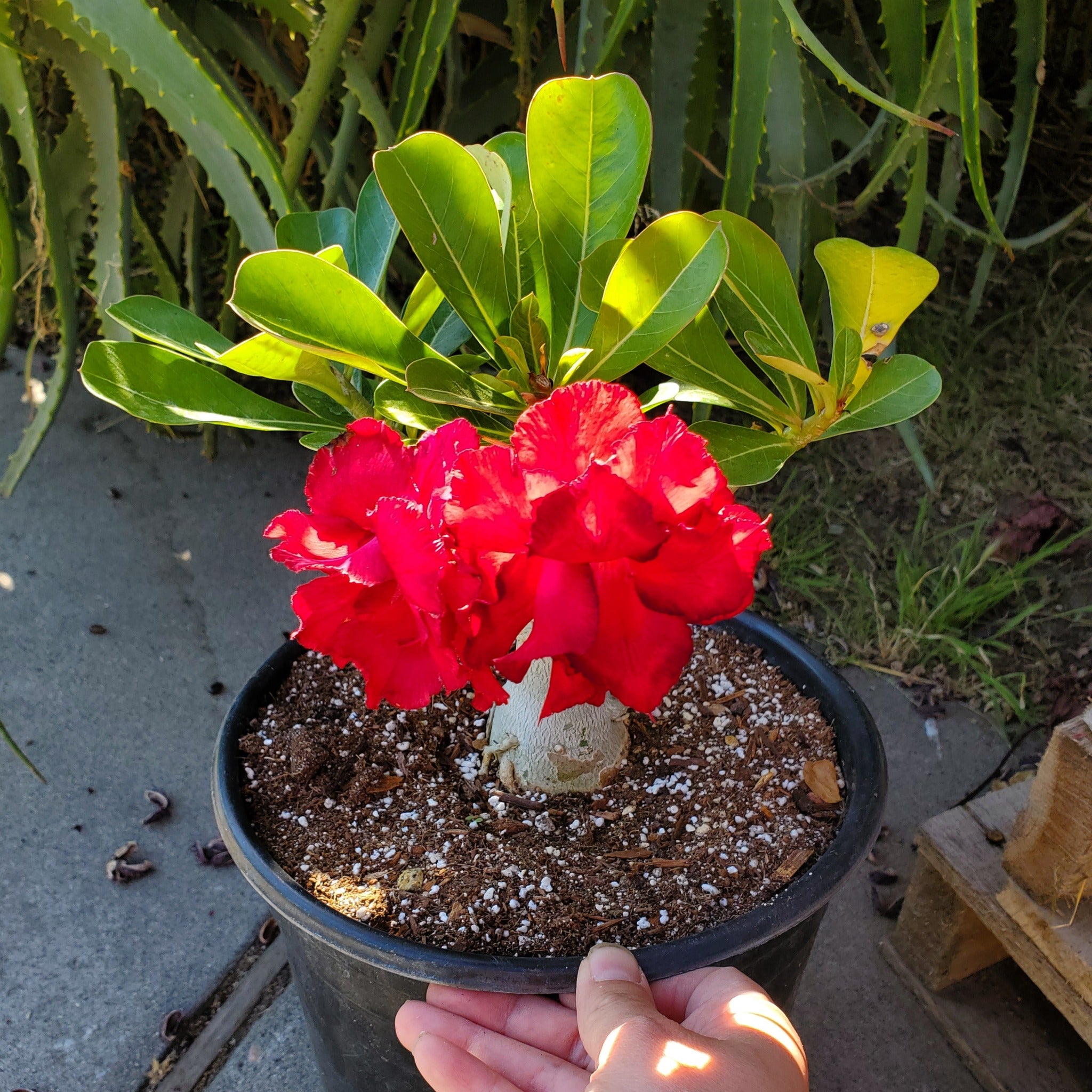 adenium succulent Adenium obesum (Red Flower) 'Desert Rose'