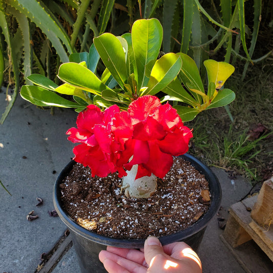 Adenium obesum (Red Flower) 'Desert Rose'