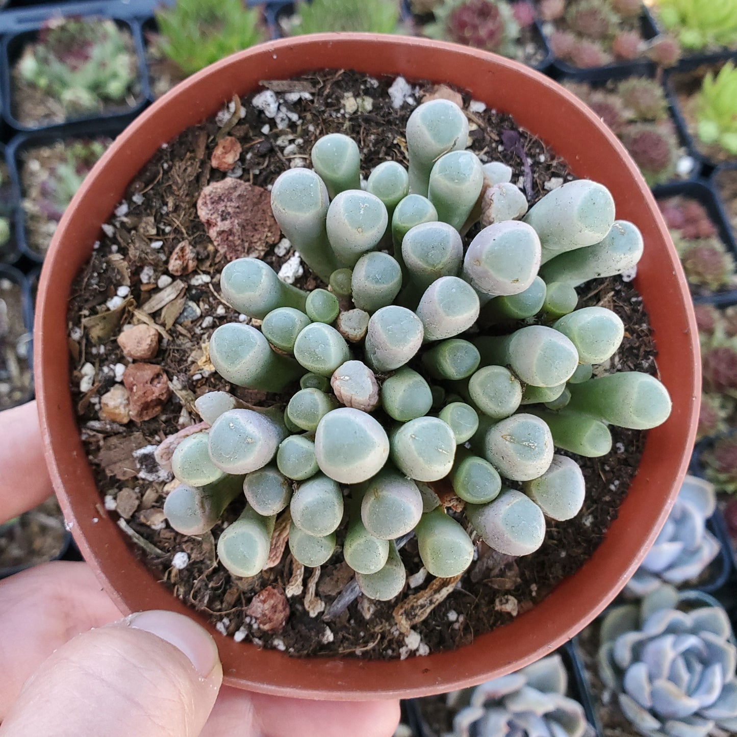 Fenestraria rhopalophylla 'Baby Toes'