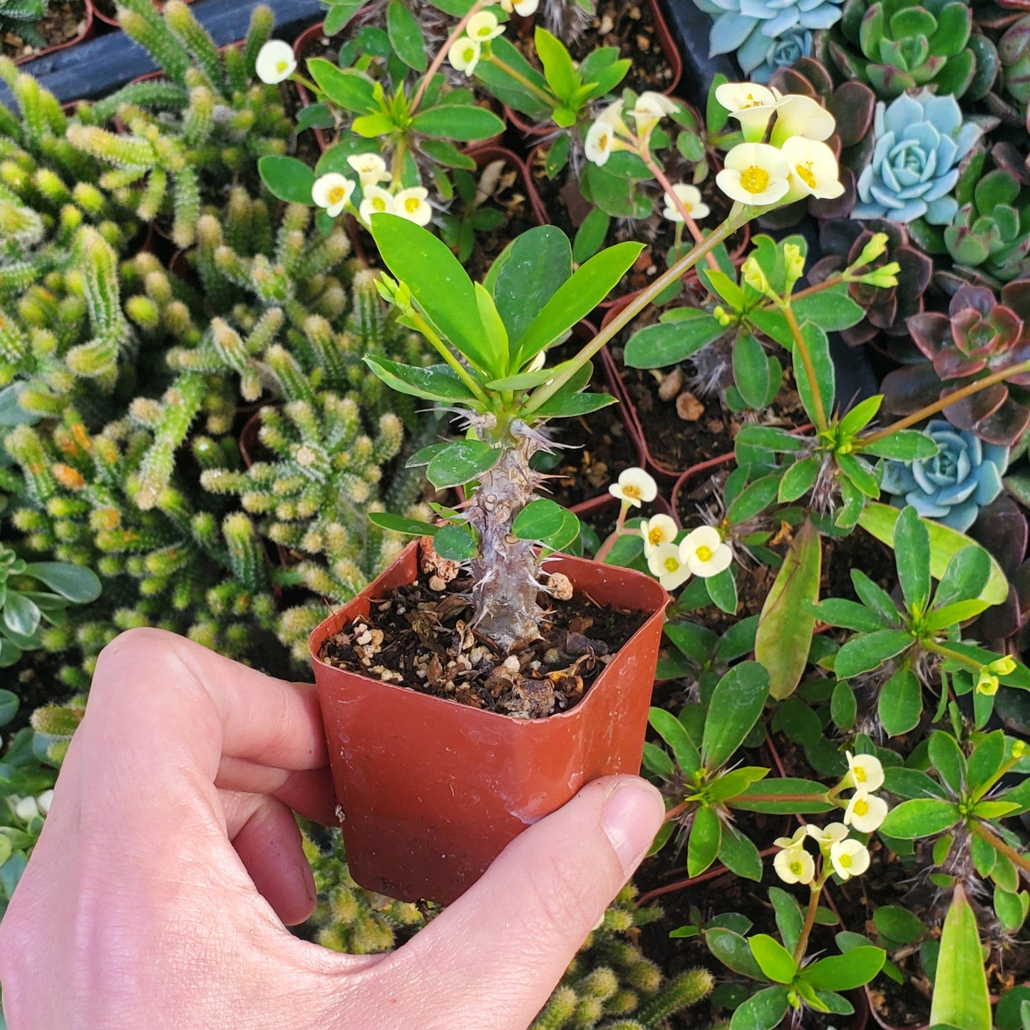 Euphorbia Milii 'Yellow Crown of Thorns'