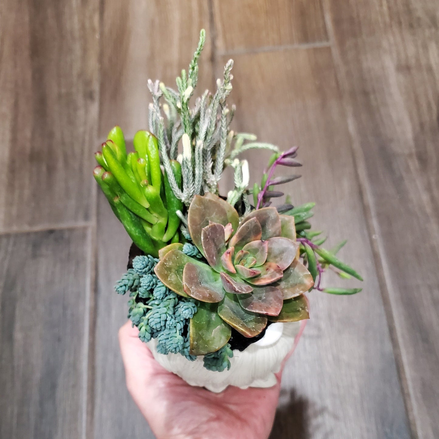 Succulent Gnome Arrangement