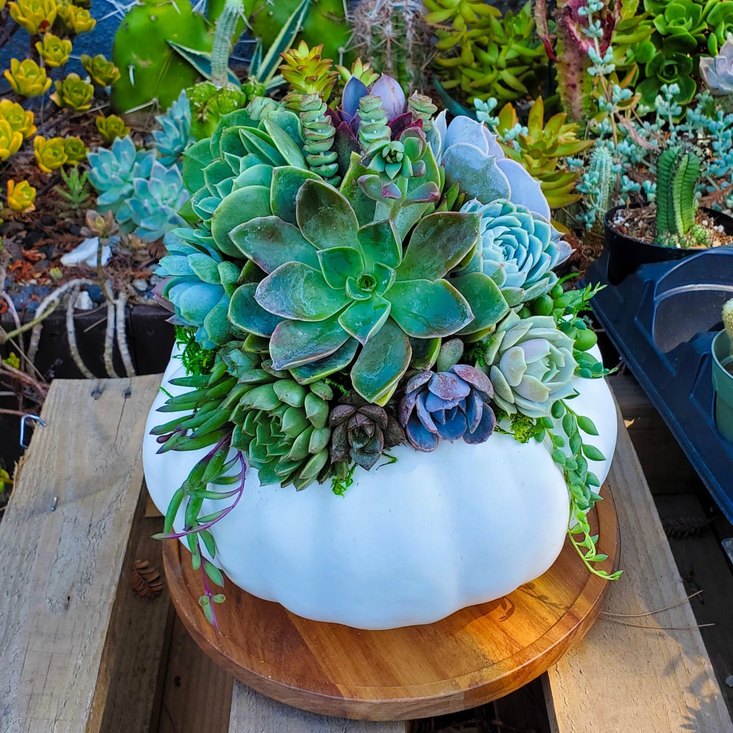 Medium White Succulent Pumpkin