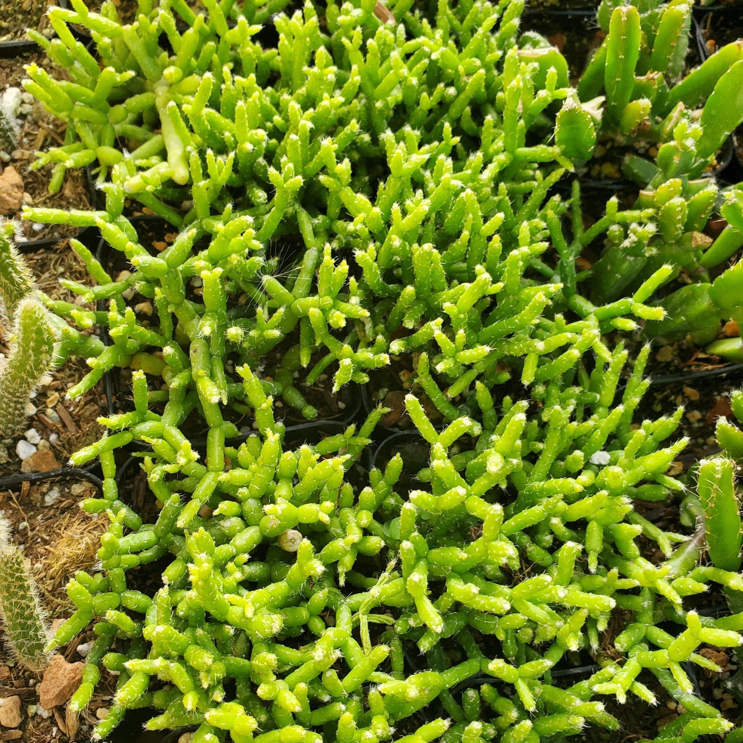 Rhipsalis cereuscula 'Coral Cactus'