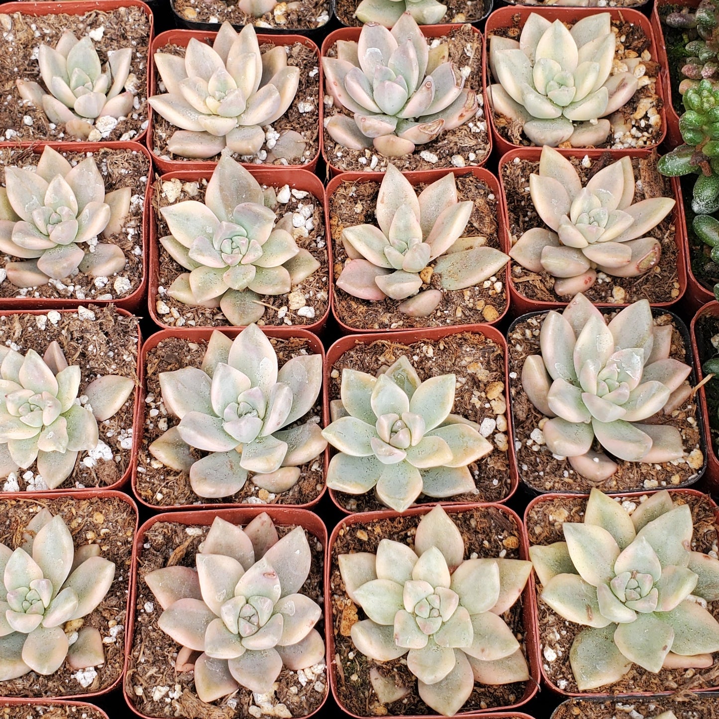 Variegated Titubans