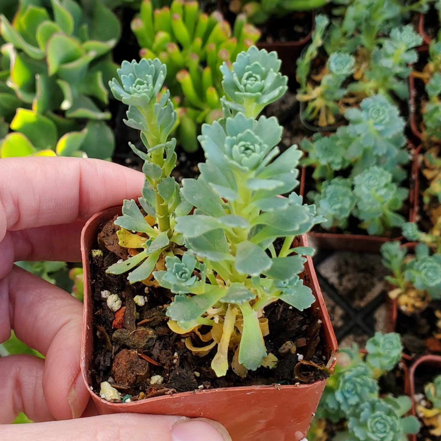 Sedum pachyclados 'Grey Stonecrop'