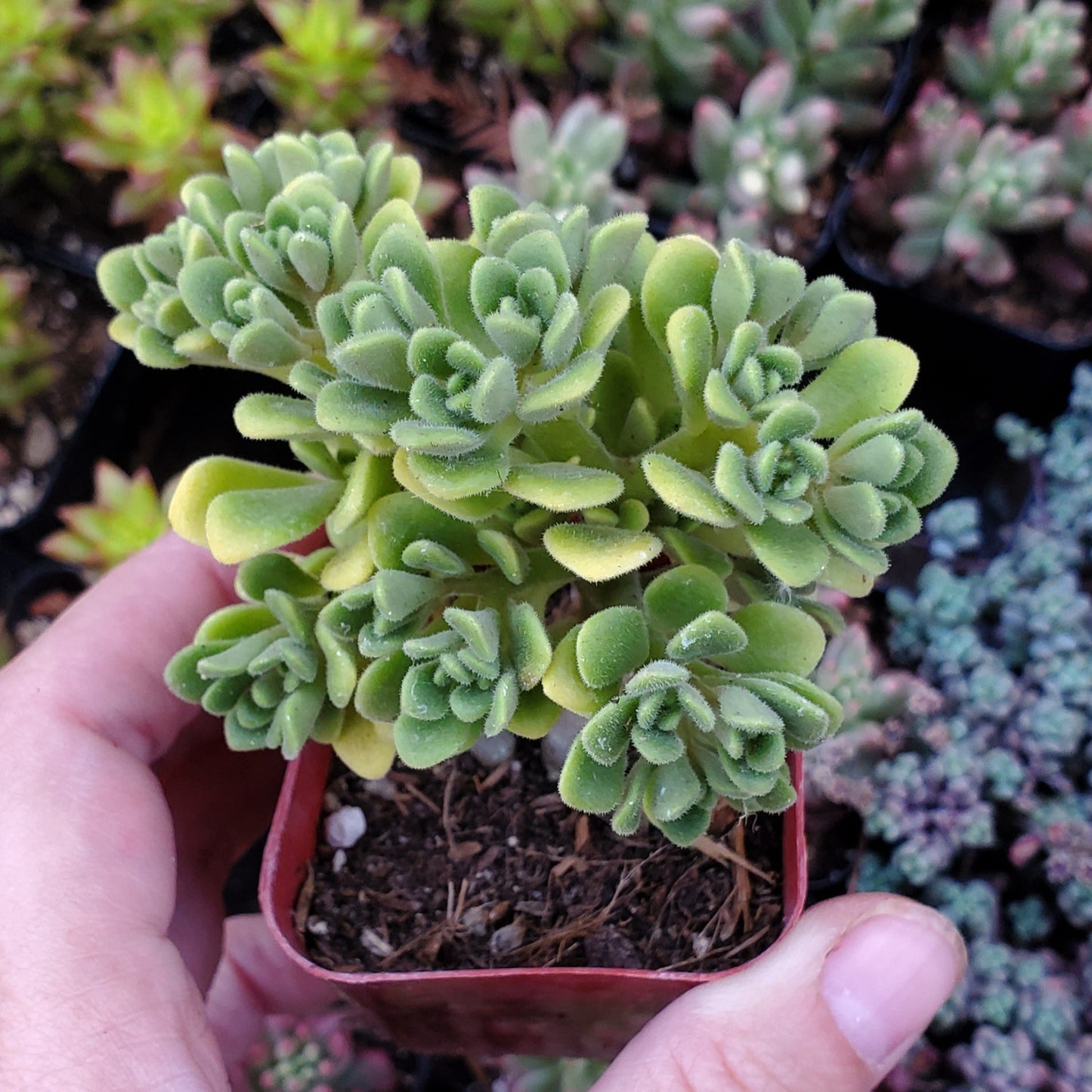 Aeonium lindleyi var. viscatum 'Irish Bouquet'