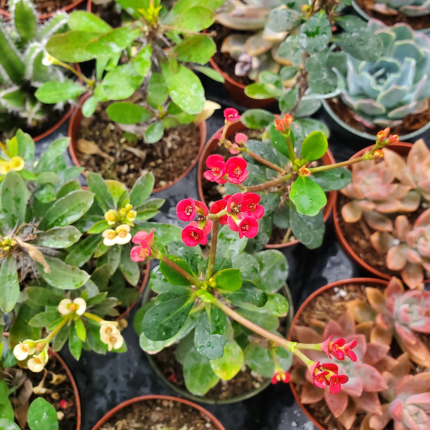 Euphorbia Milii 'Fireworks' 'Crown of Thorns'