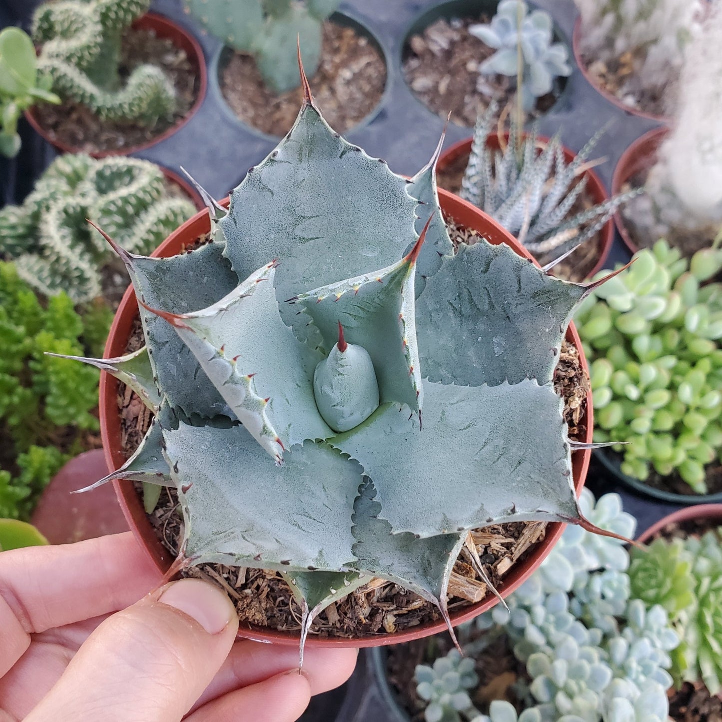 Agave parryi