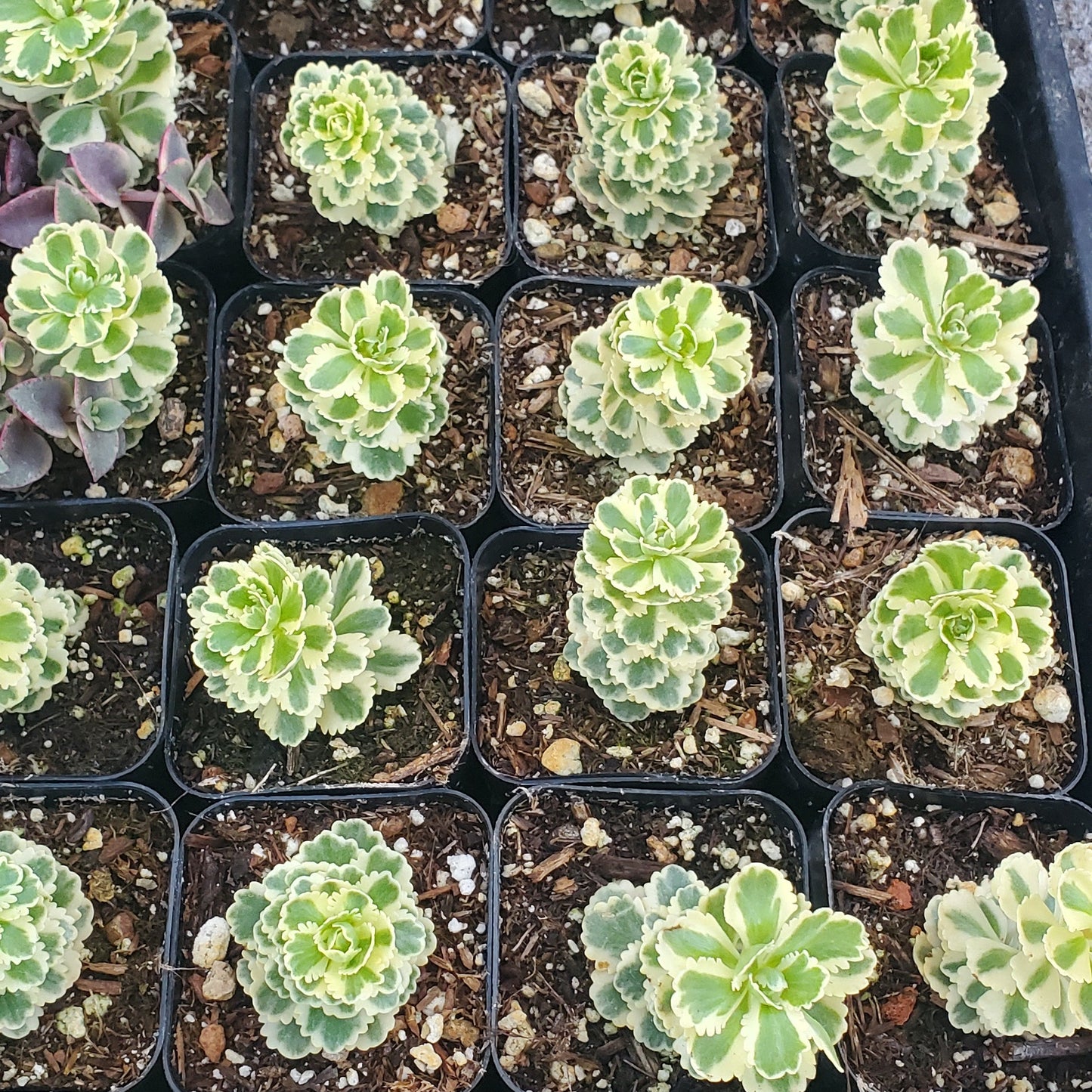 Sedum takesimense 'Atlantis'™