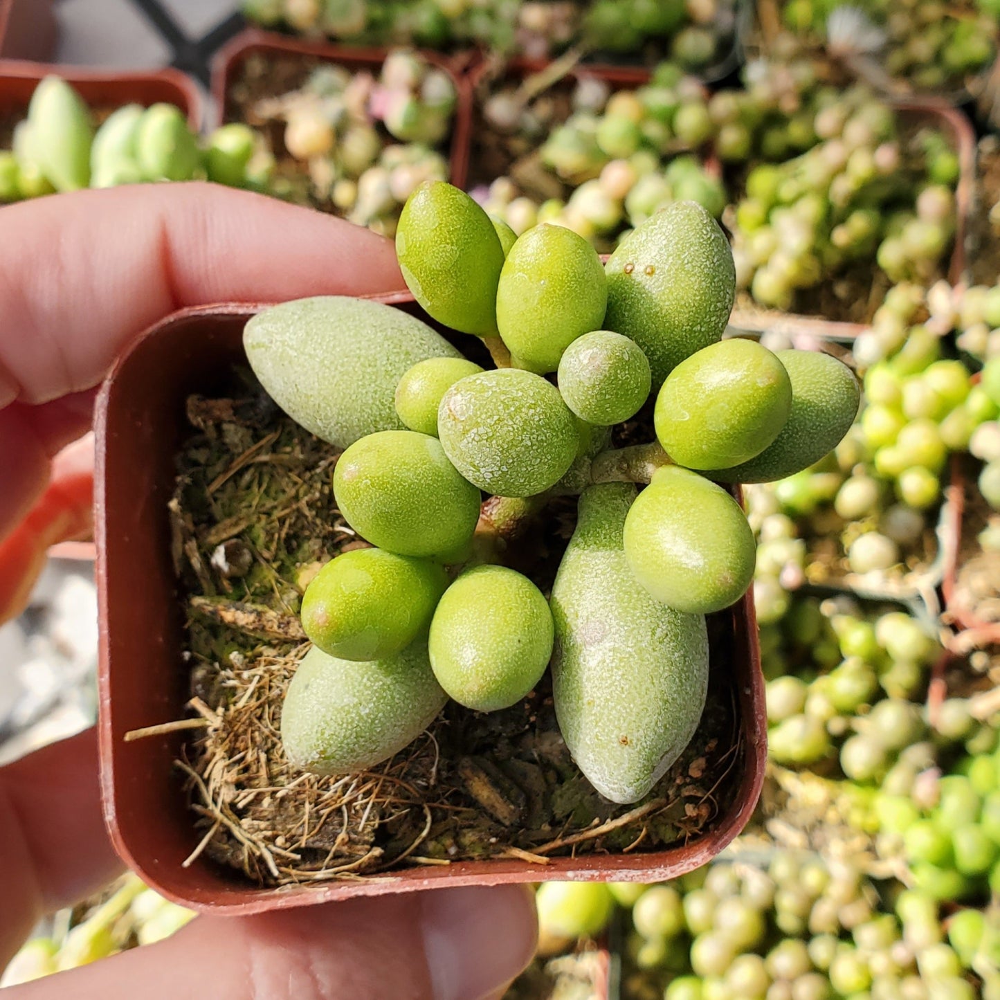 Adromischus oviforme