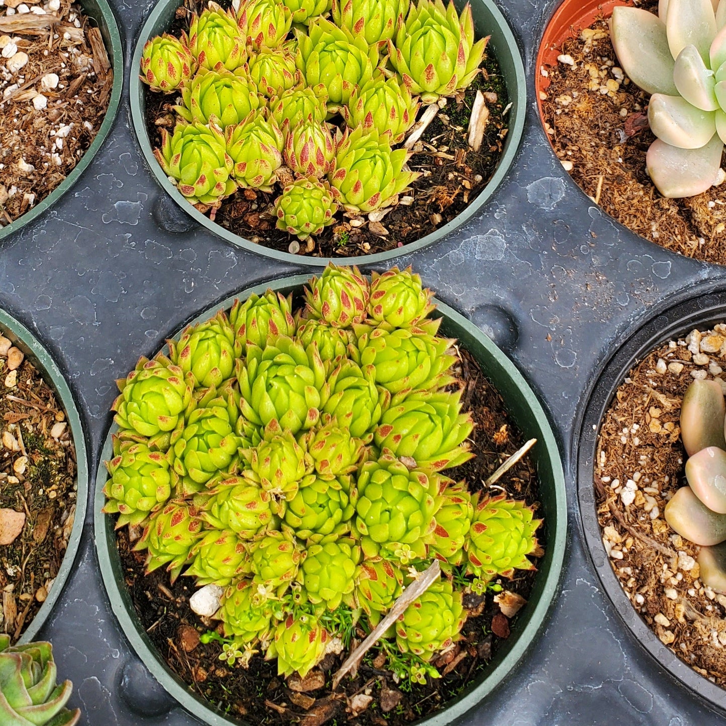 Sempervivum