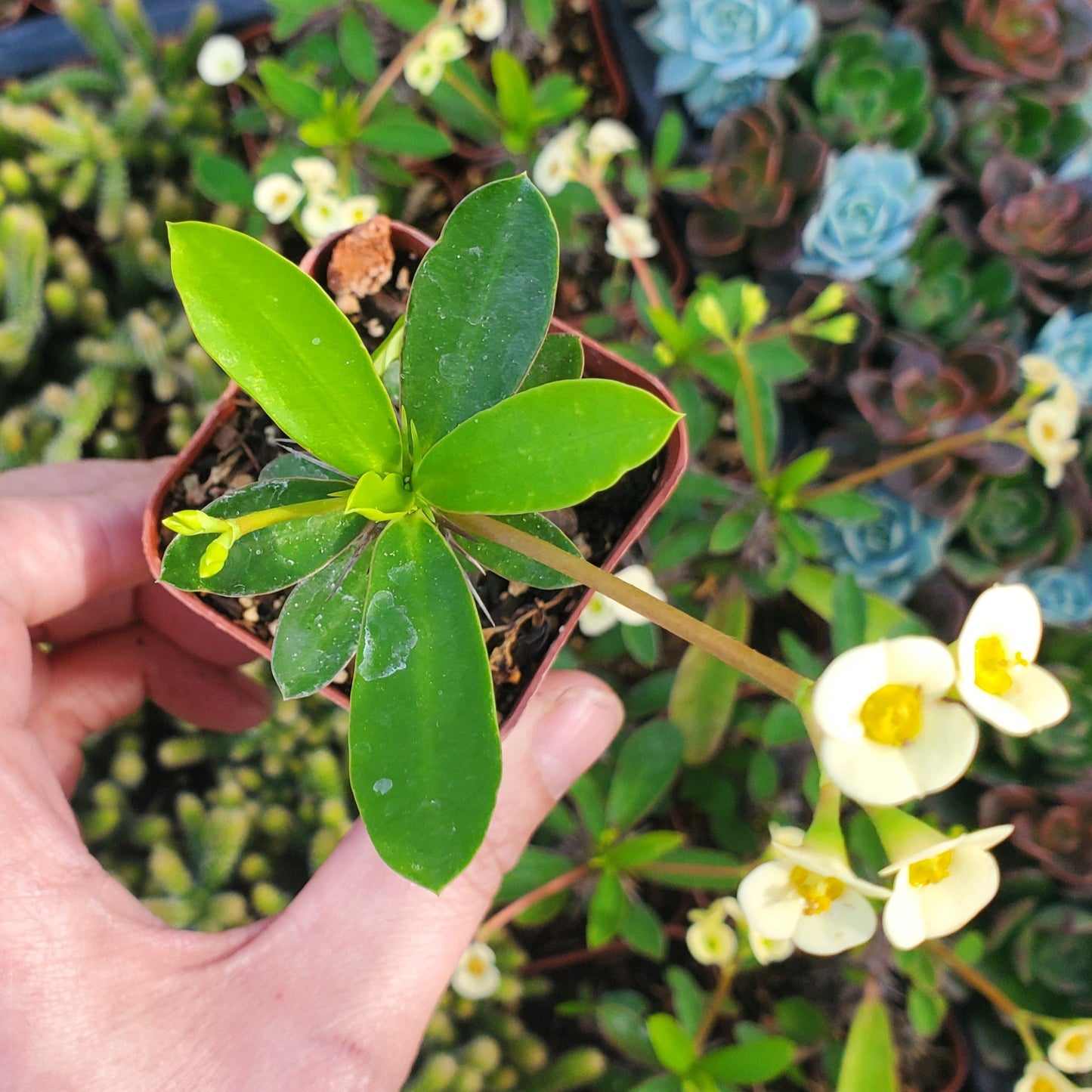 Euphorbia Milii 'Yellow Crown of Thorns'