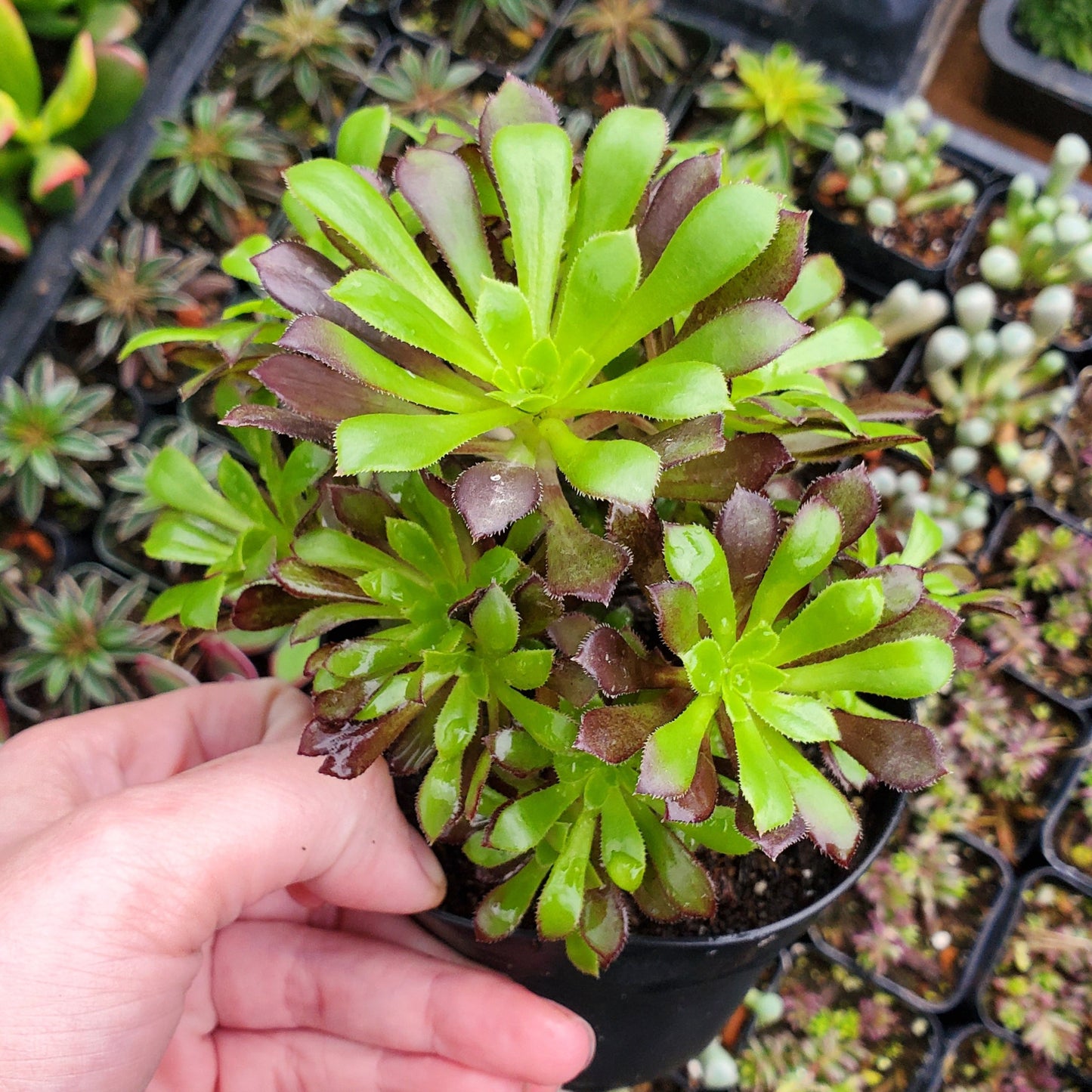 Aeonium urbicum Cluster