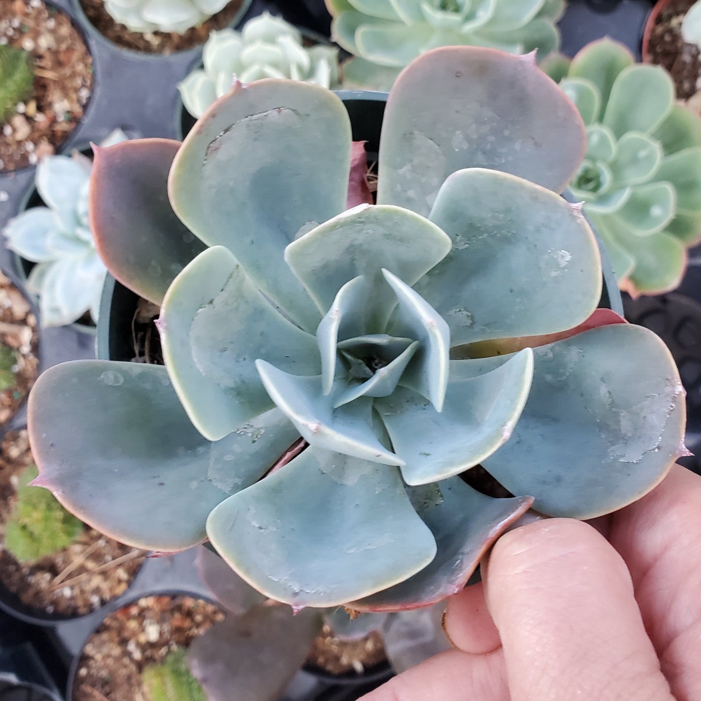Echeveria 'Muesli'