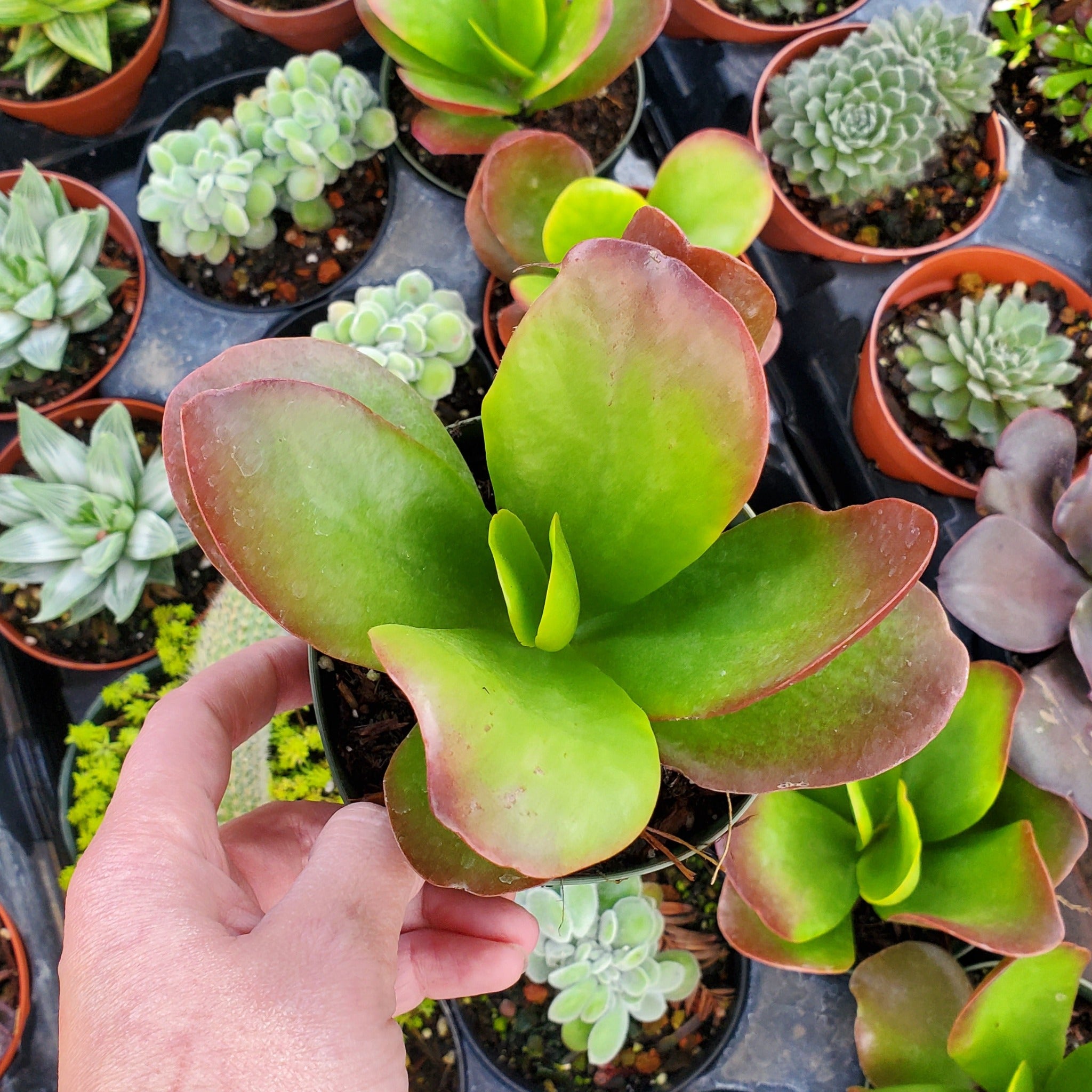 succulent paddle Kalanchoe luciae 'Paddle Plant'