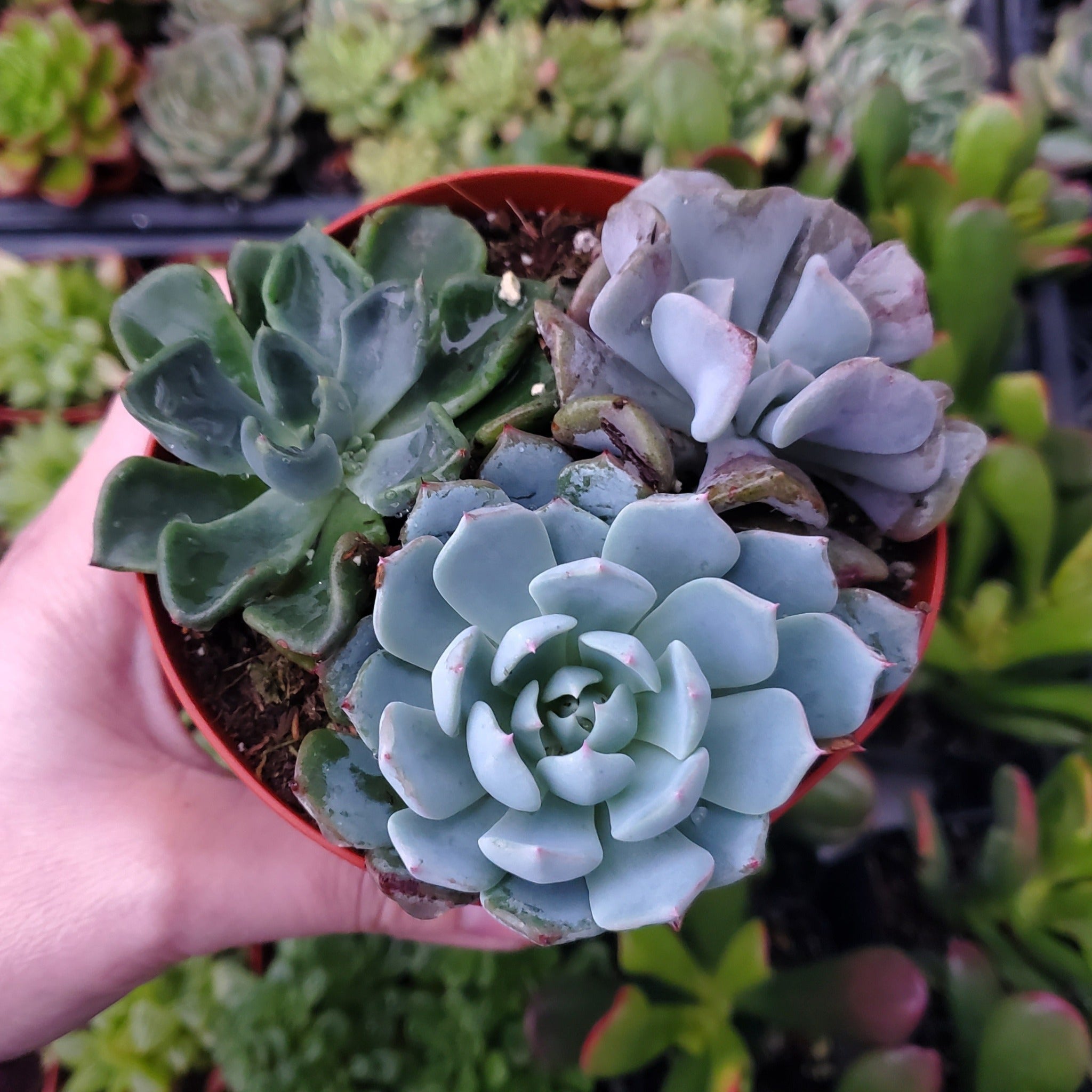 teal and purple succulents Echeveria Mix (Blue, Green & Purple) – Rooted in Paradise Succulent Studio