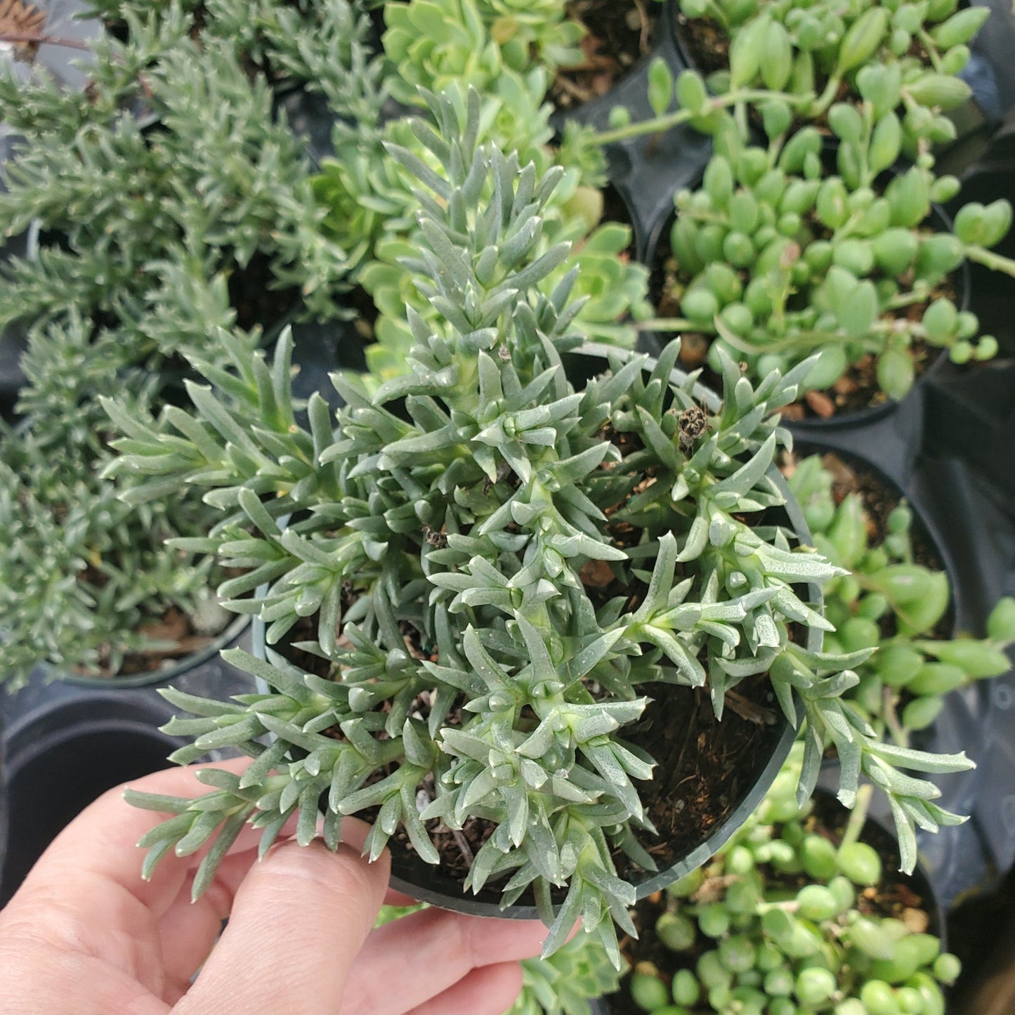 Ruschia lineolata 'Nana' 'Dawrf Carpet of Stars'