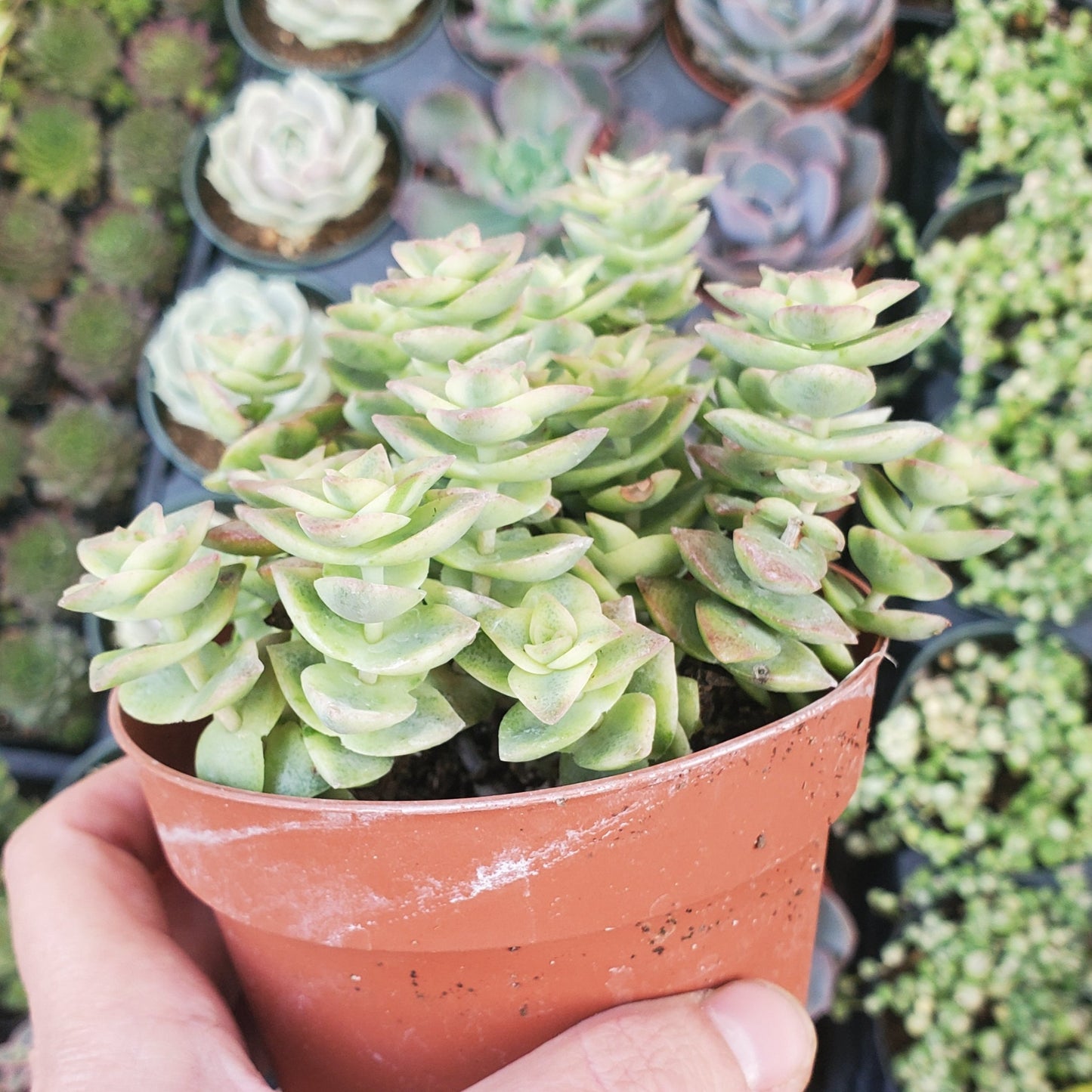 Crassula perforata f. variegata 'Variegated String of Buttons'