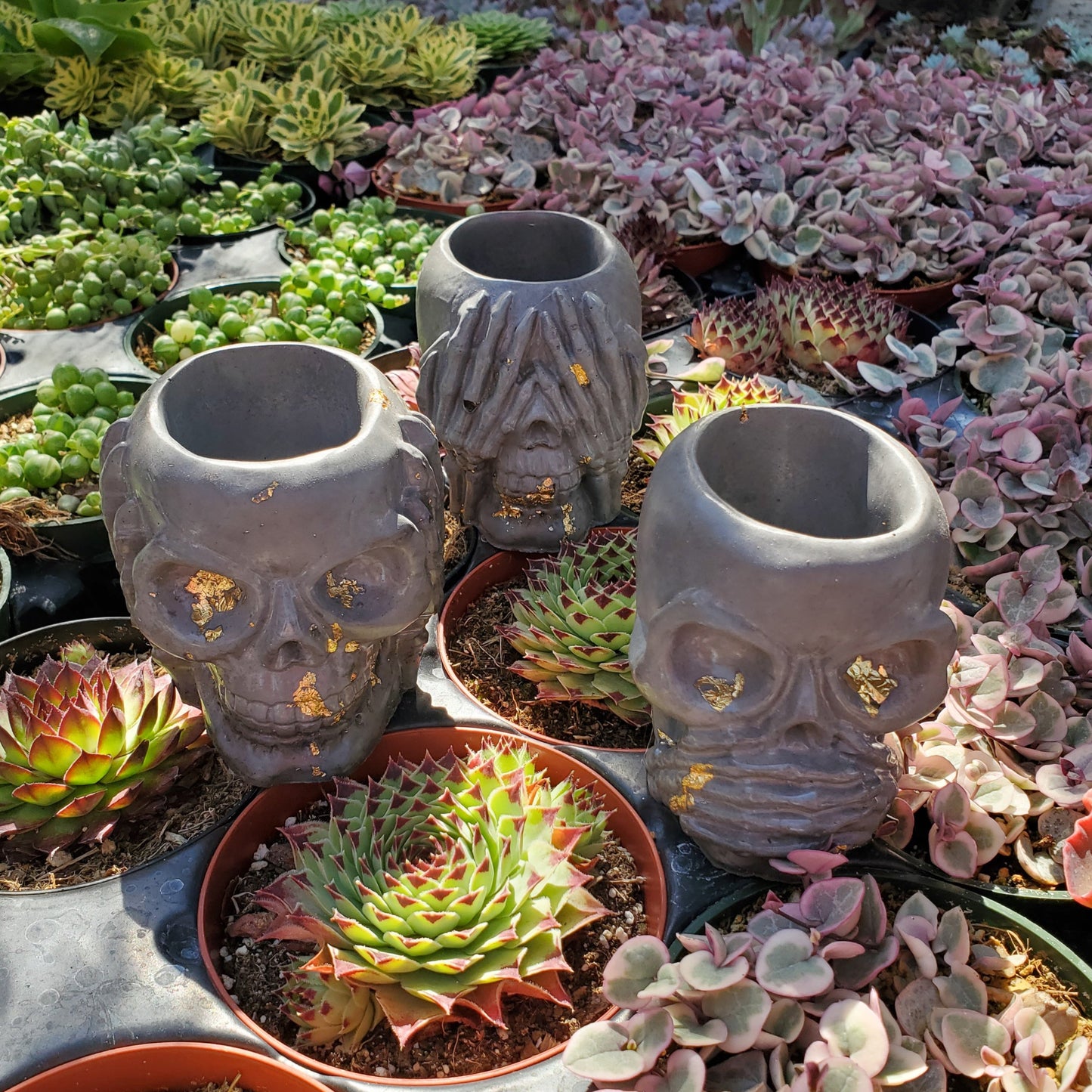 Cement Skull Planter Trio