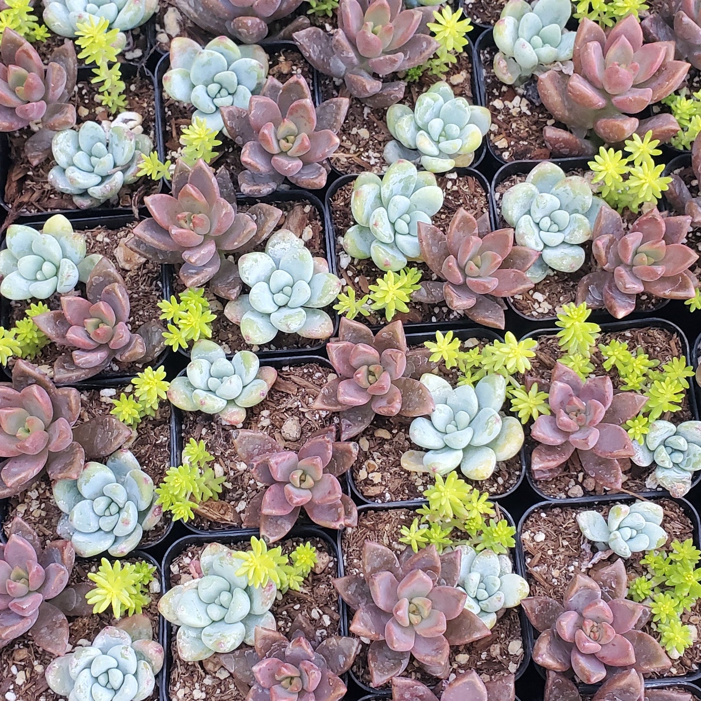 Sedum Mix Pot